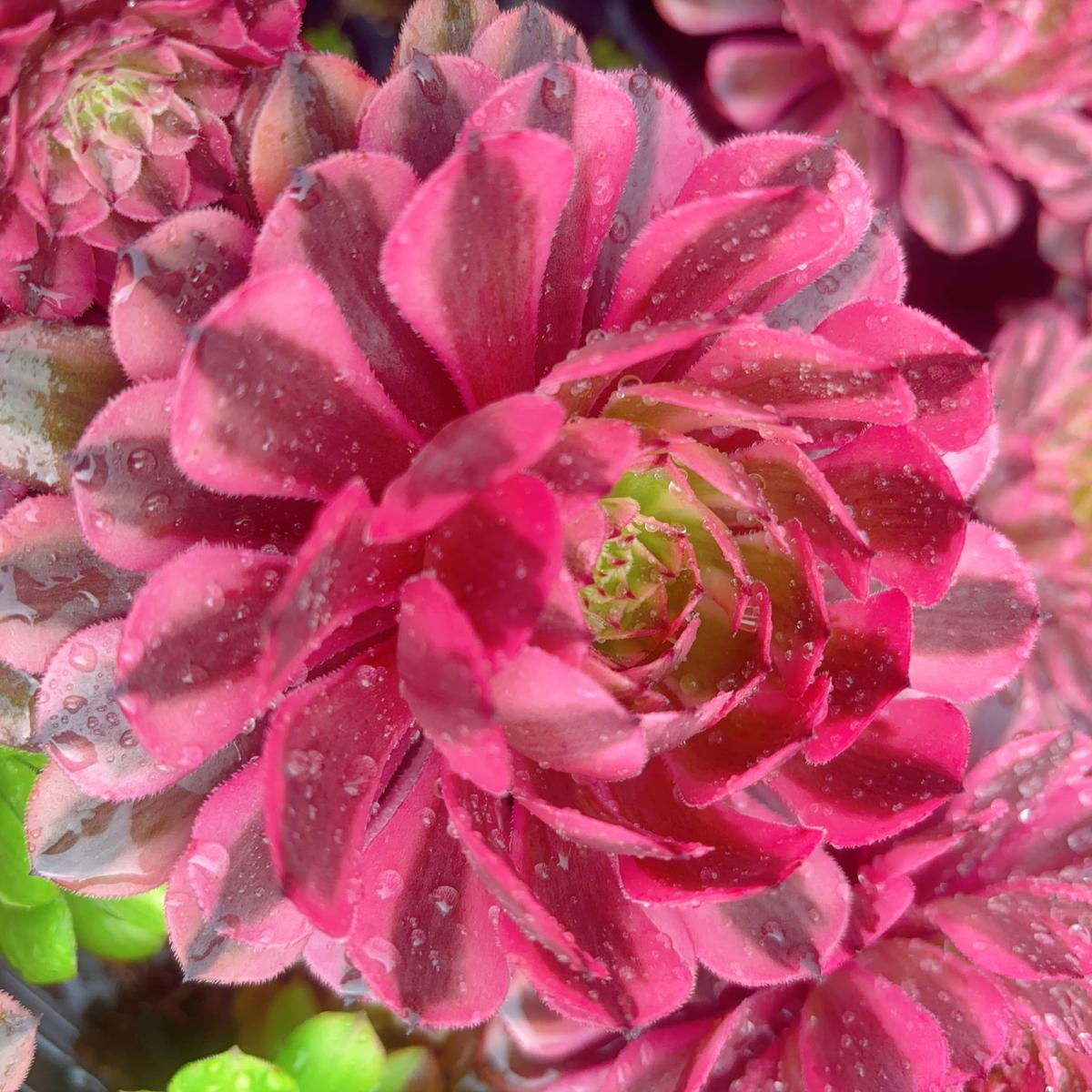 /Aeonium NebulaCuttingAbout 8cm