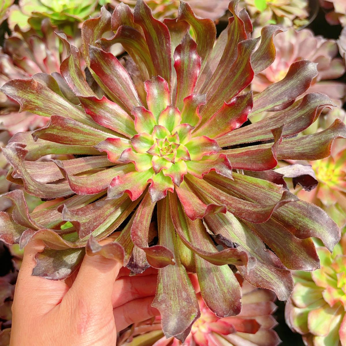 Aeonium Snow Lady,Single Head With Root 15cm