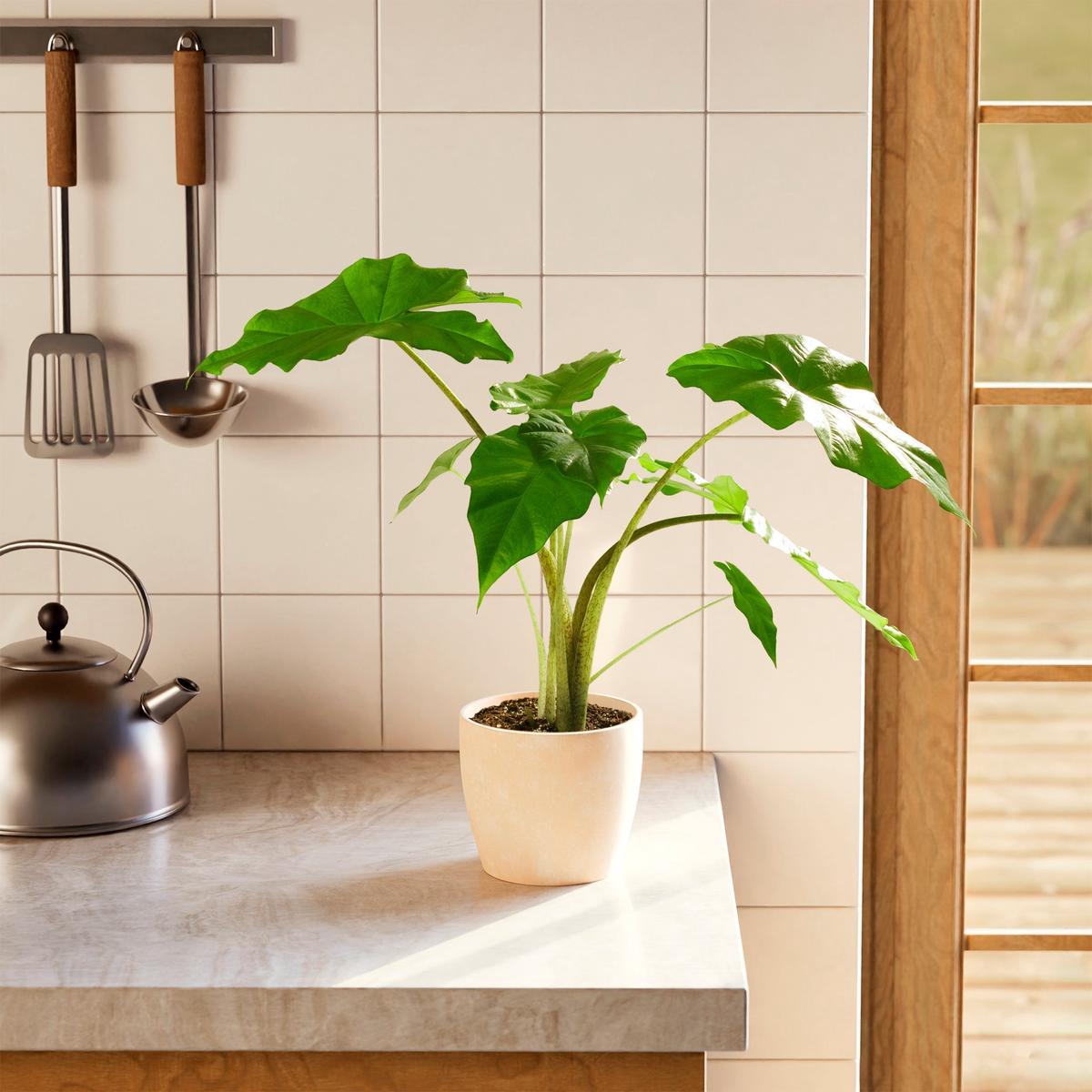 Alocasia Gagaena California