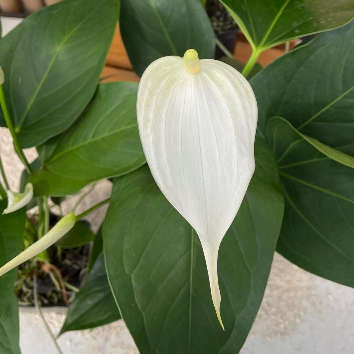 Anth. White Lady (Tulip) - 4" Pot