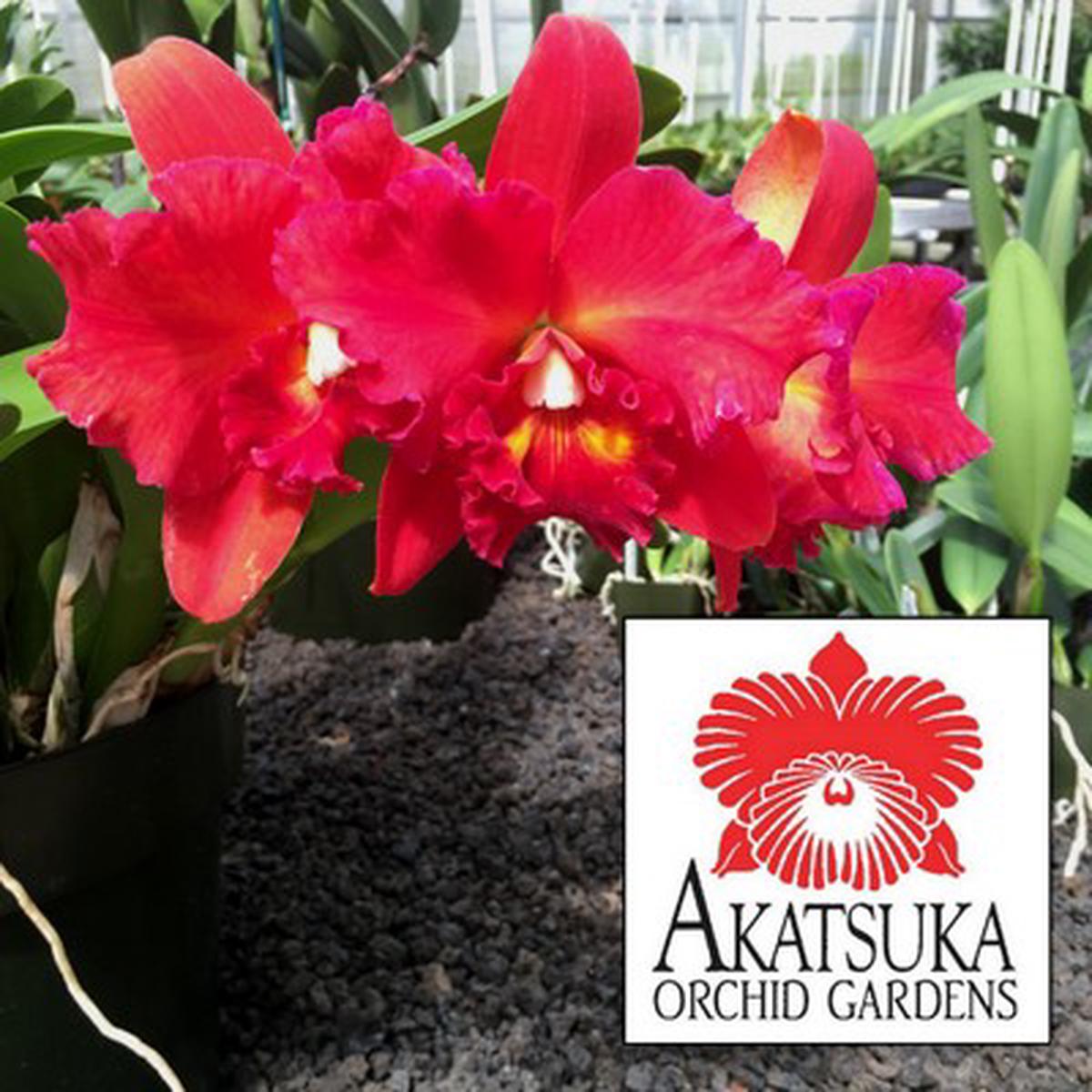 Cattleya in Bud (Seedling - GROWER'S CHOICE)