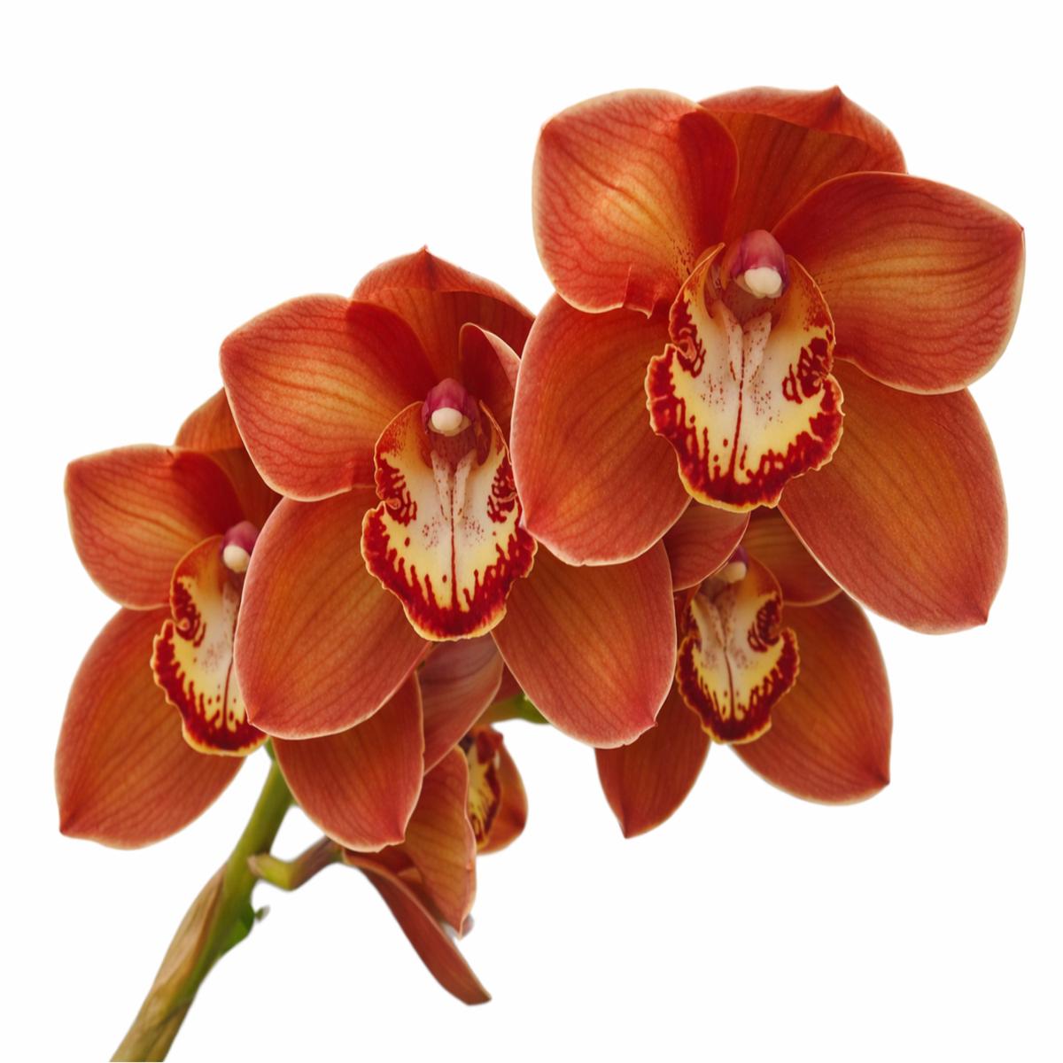 Cymbidium Greenzelle Hot Shot Ghs02 H00745 (medium)