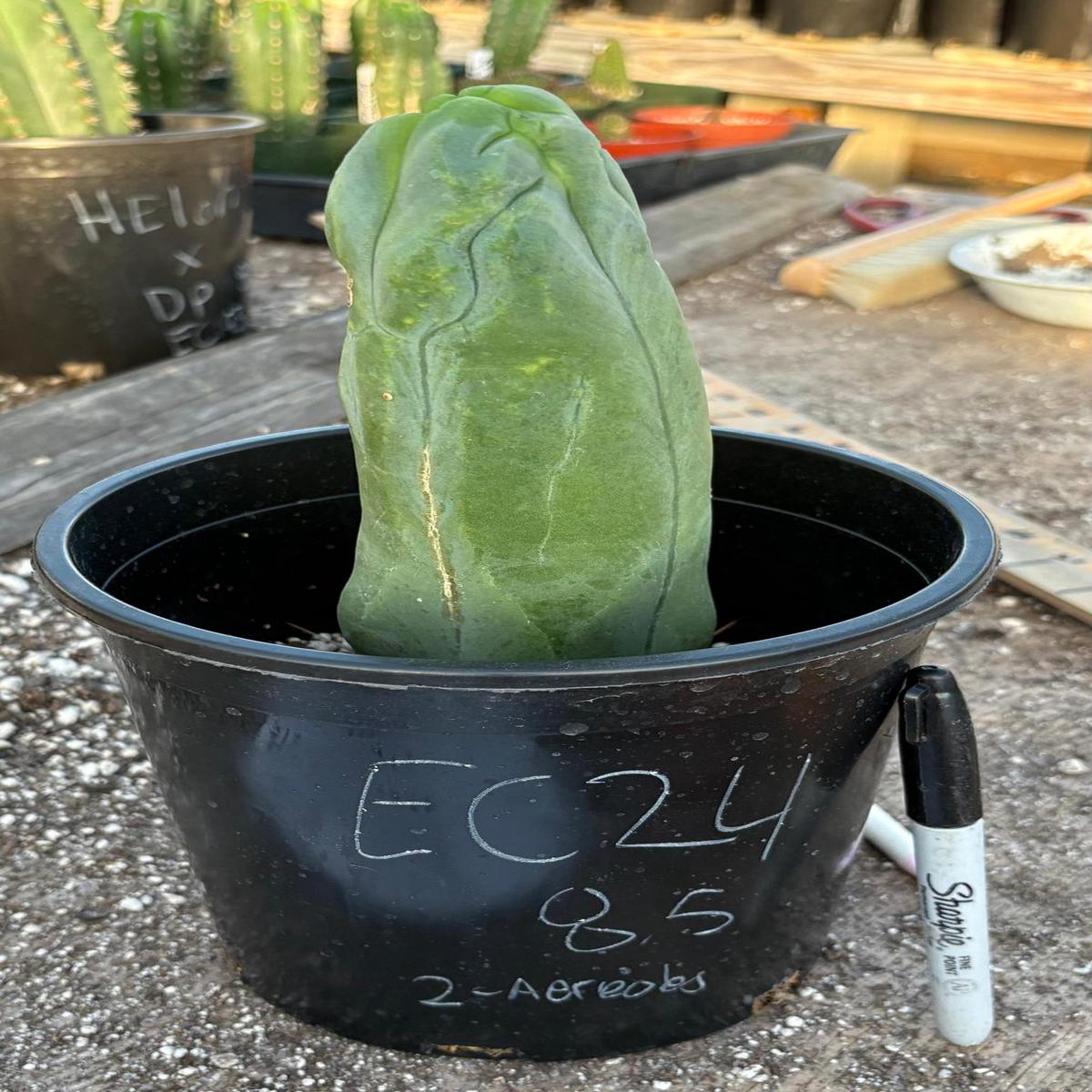 #EC24 EXACT Trichocereus Bridgesii TBM  Penis monstrose Long Form Cactus 8.5