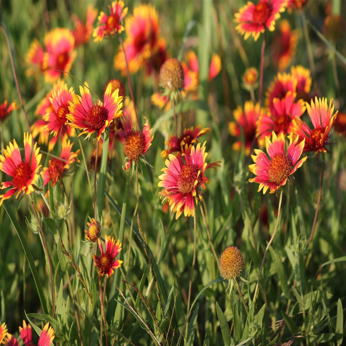 Indian Blanket Wildflower Seed