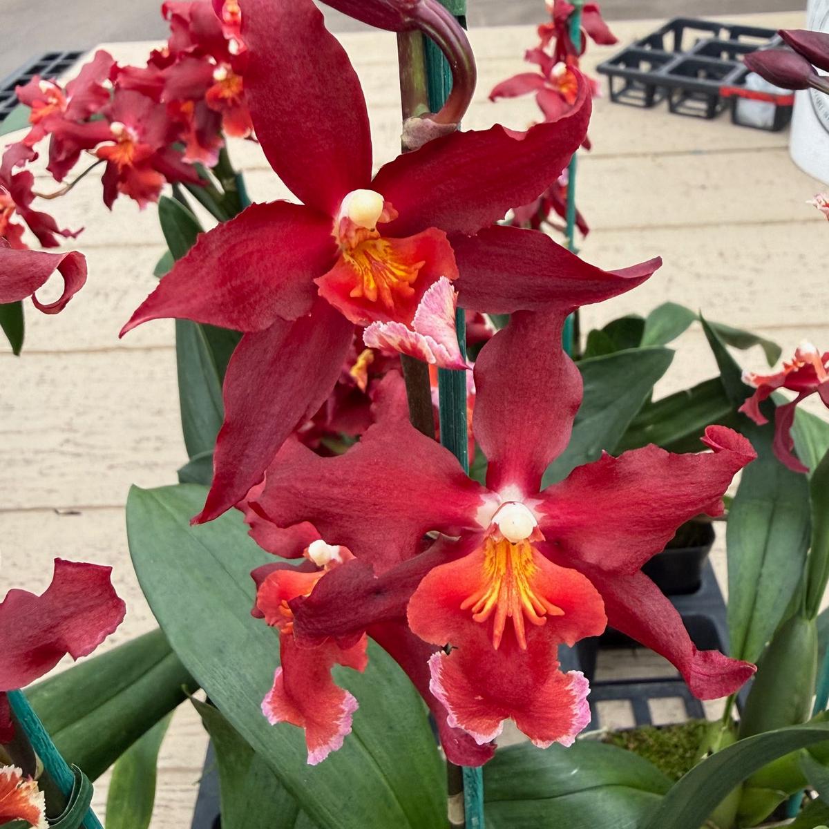 Onc. Aloha Kapoho - (4" Pot) - Buds