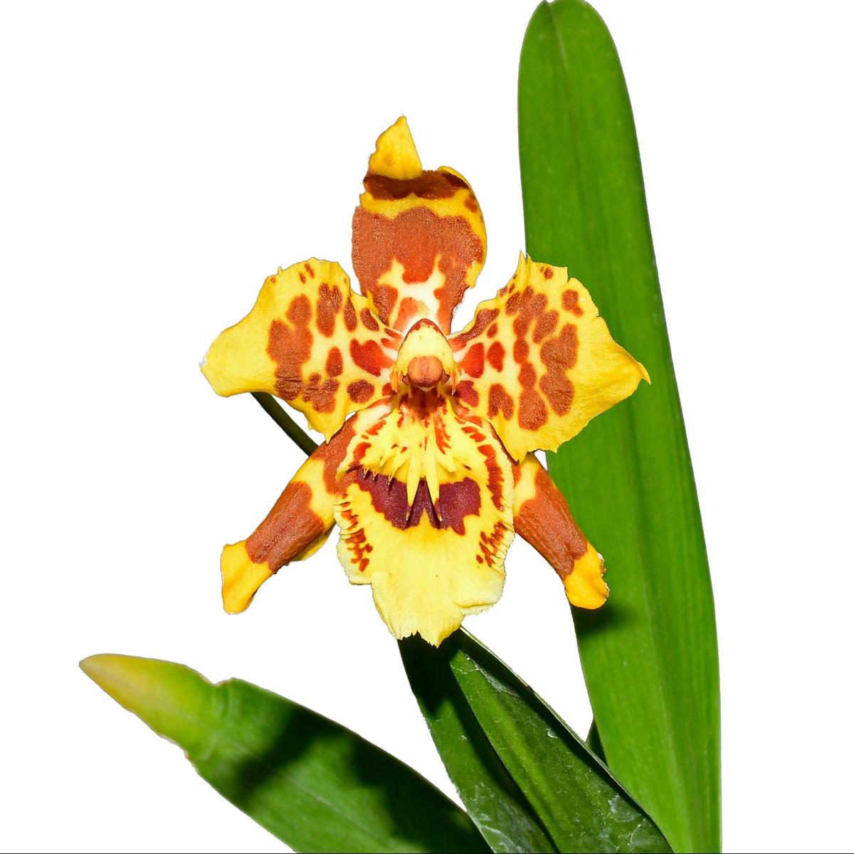 Oncidium Tomales Bay