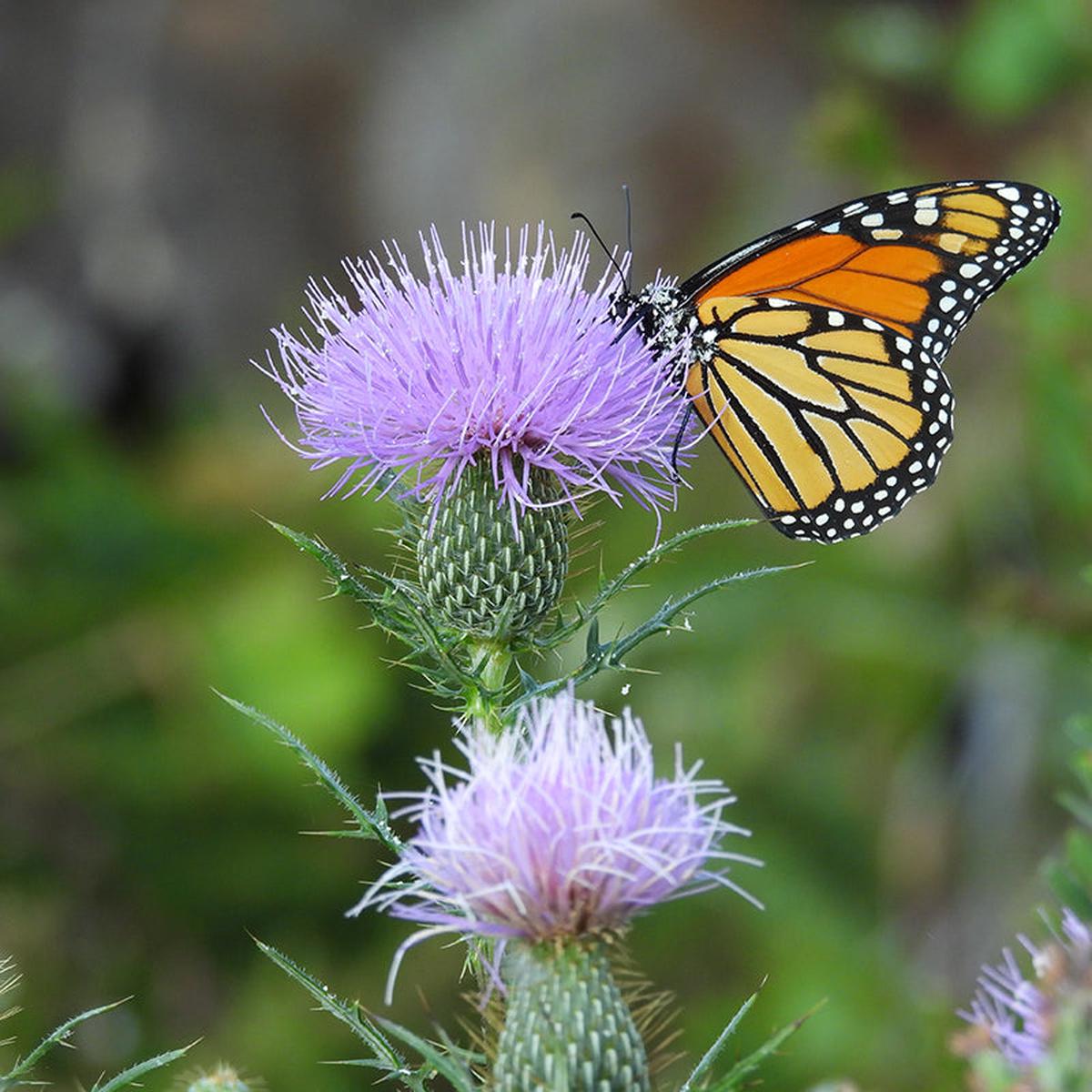 Pasture Thistle Seeds