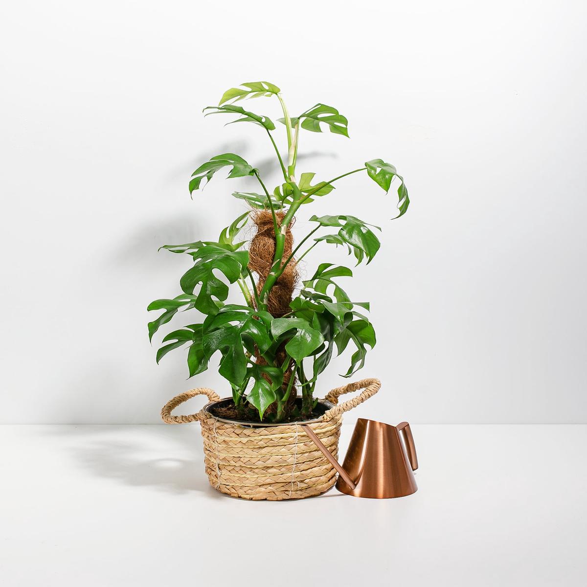 Philodendron Ginny with Totem