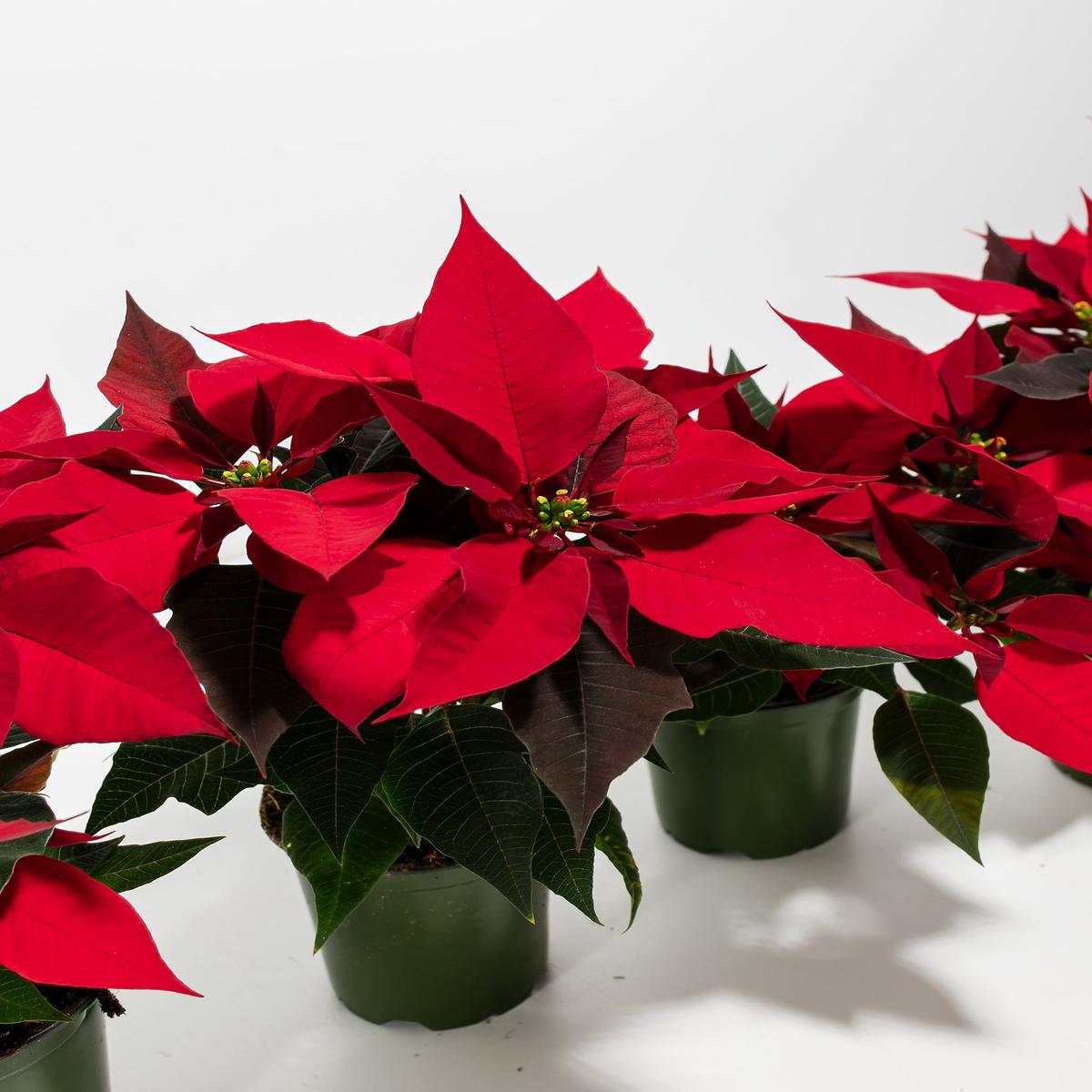 Red Poinsettia: 4 Pack