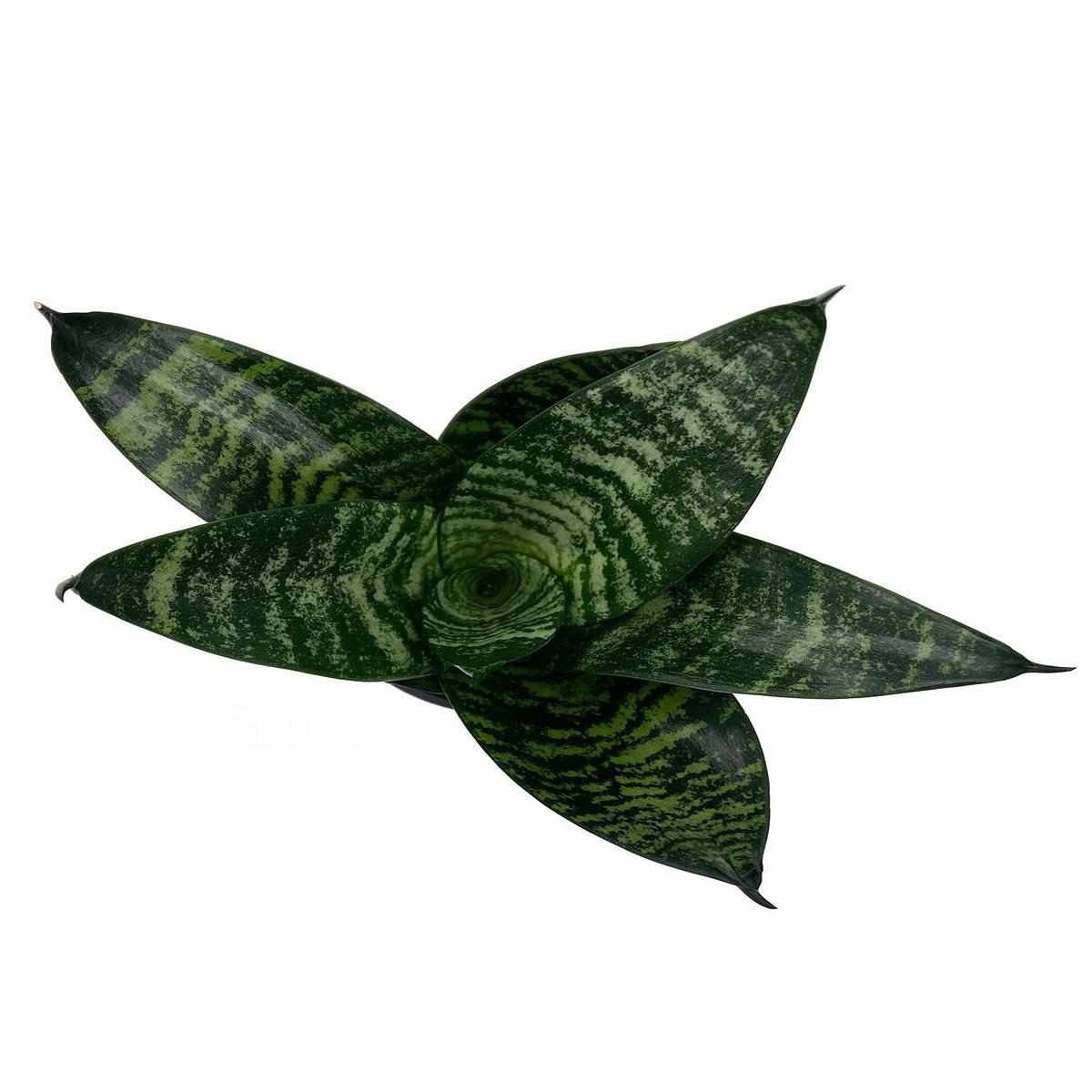 Sansevieria Hahnii Green
