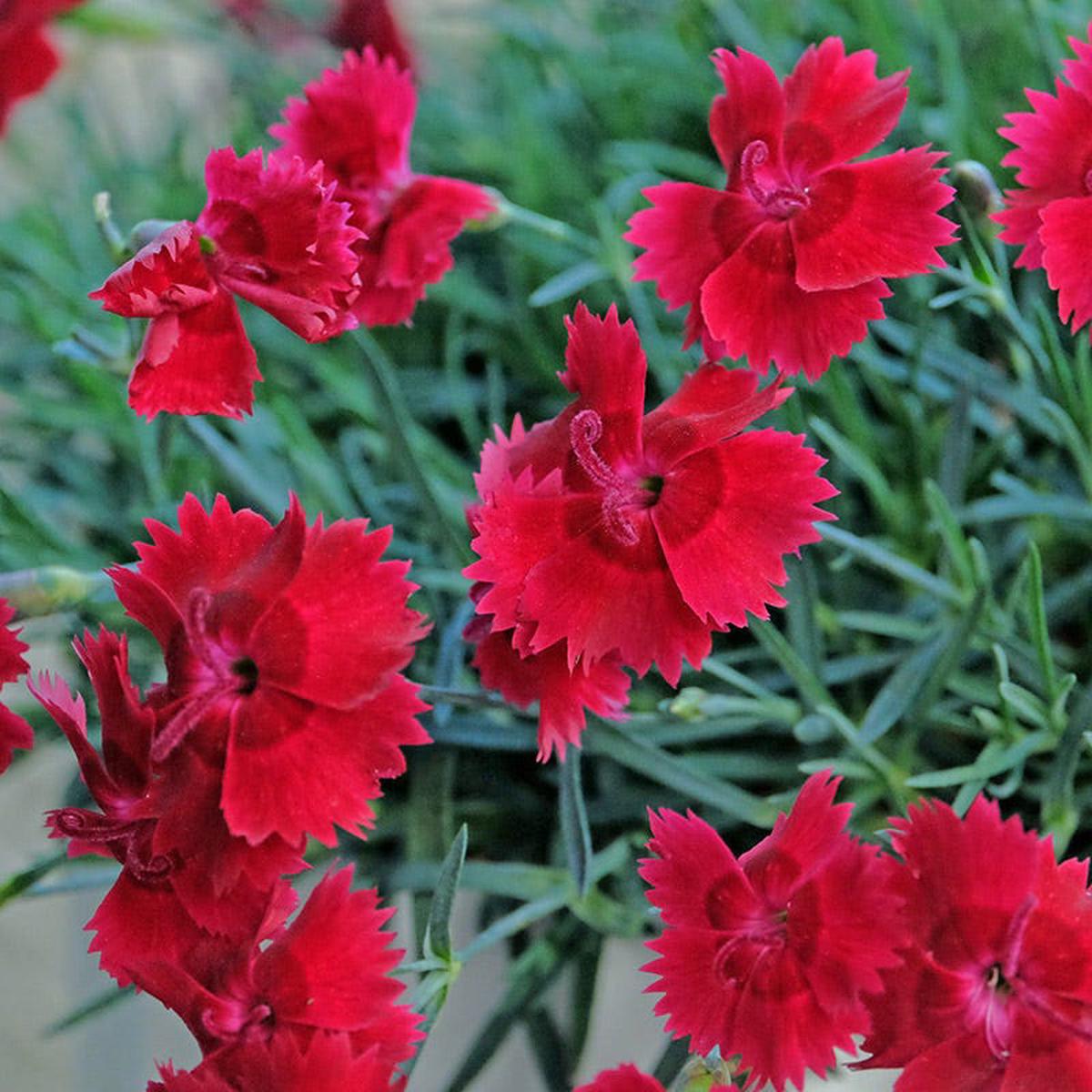 Star Single Fire Star Dianthus