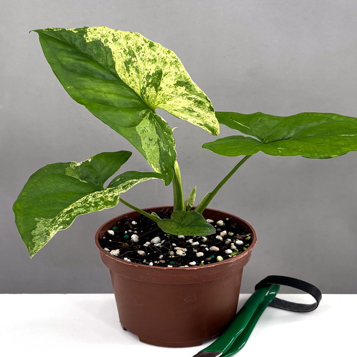 Syngonium Mojito