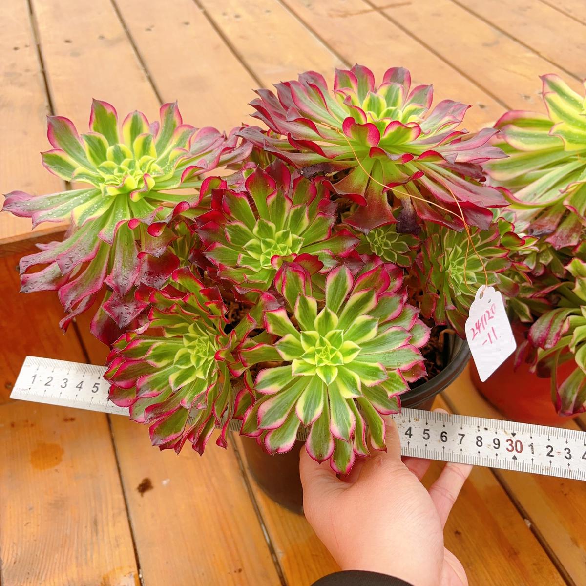 UniqueNo.241102-11.Aeonium Tian HeCluster.Sizes Shown in Photos.