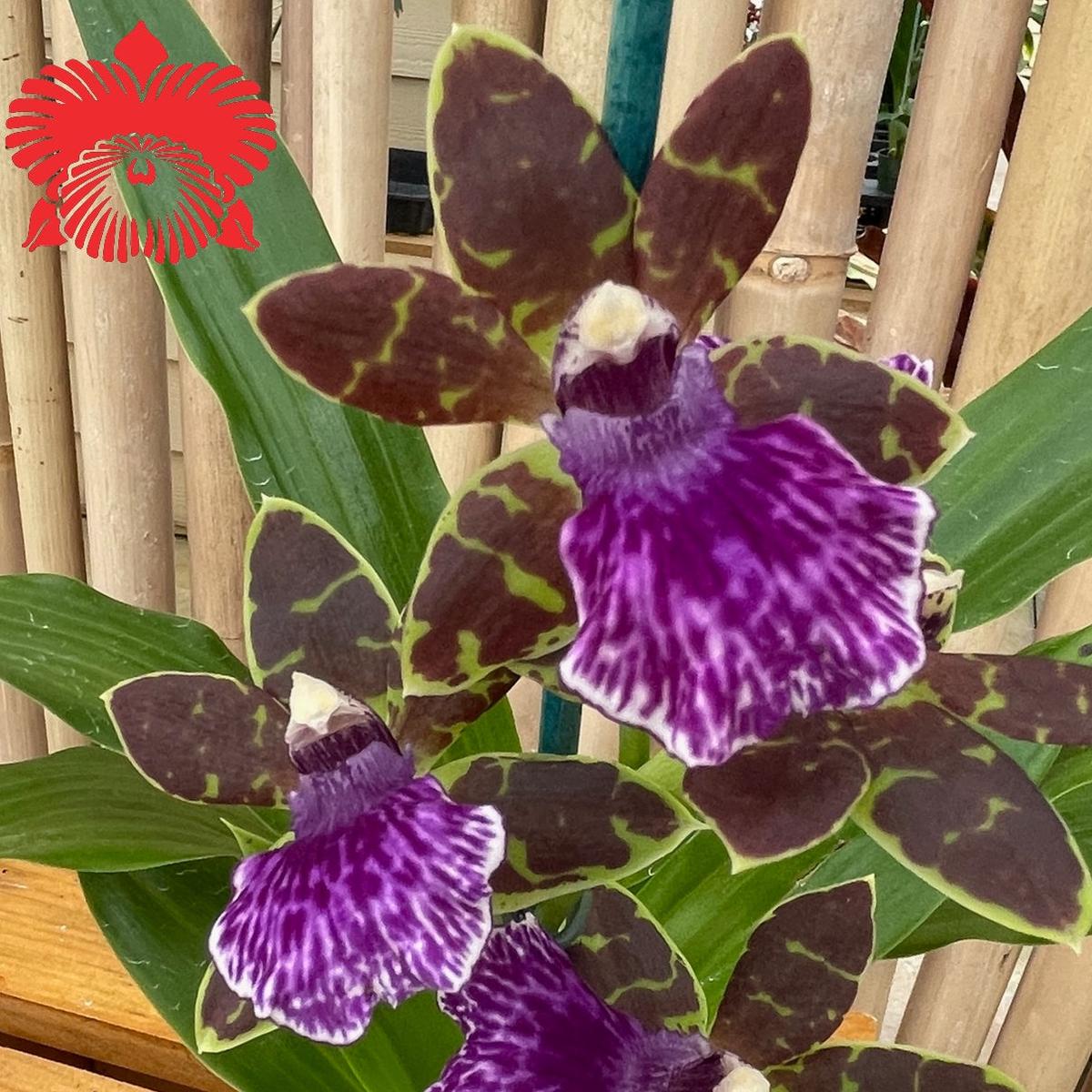 Zygo. Advance Australia 'HOF' (4" Pot) - Buds