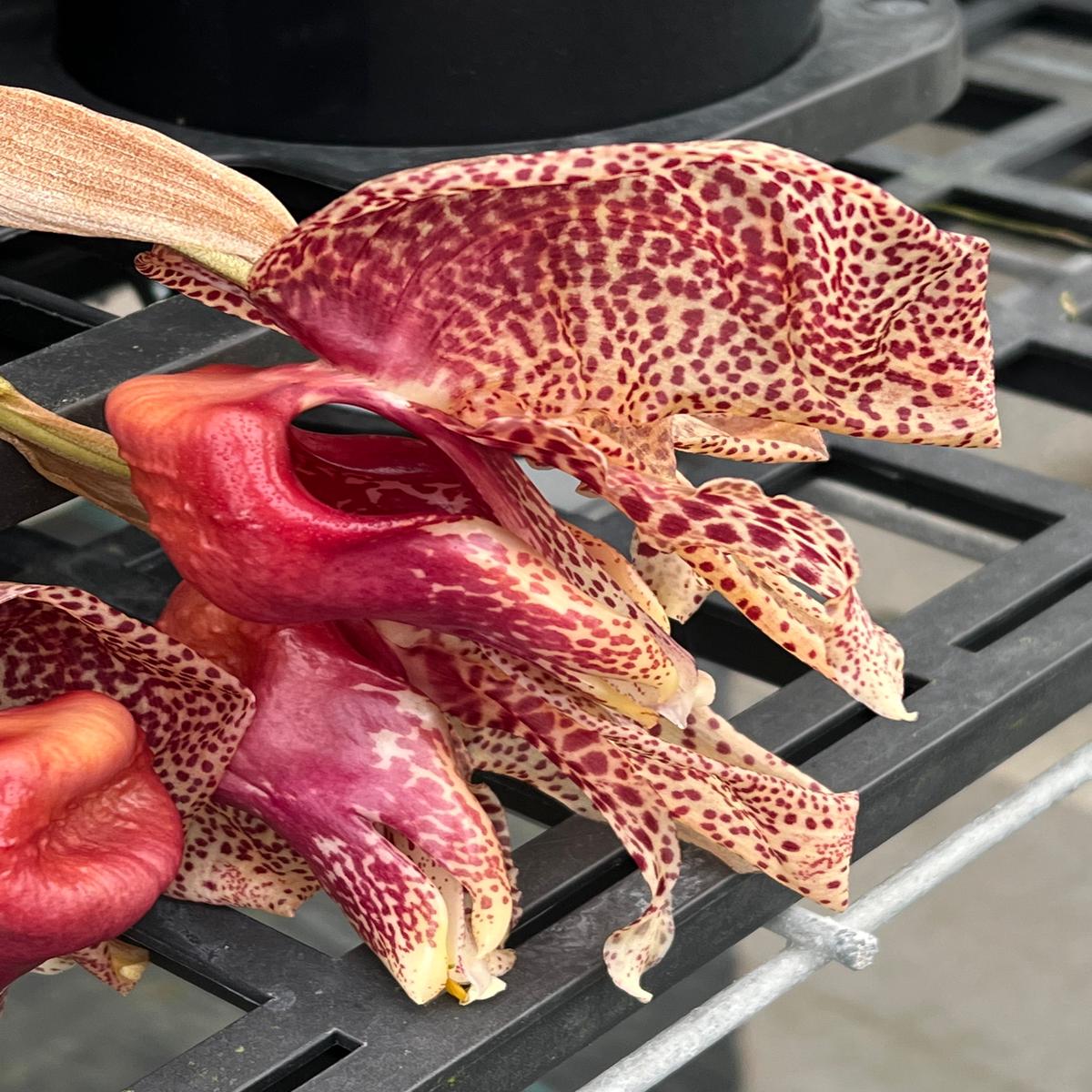 071- Coryhopea Red Martian healthy, original division with two new growth