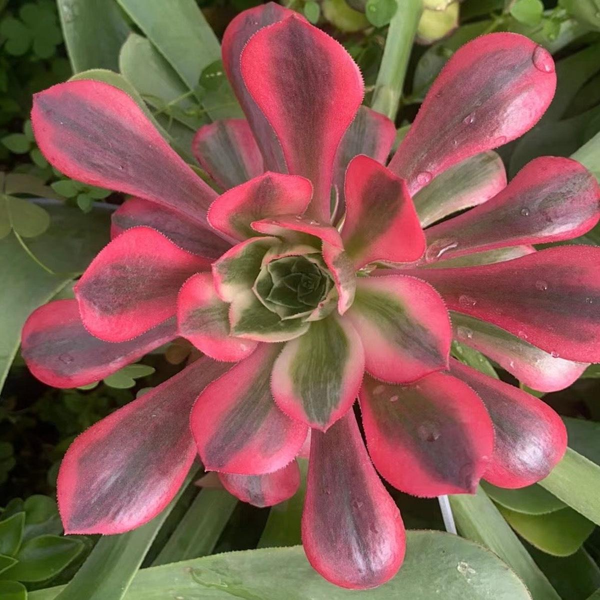 Aeonium BancheeCutting 10cm