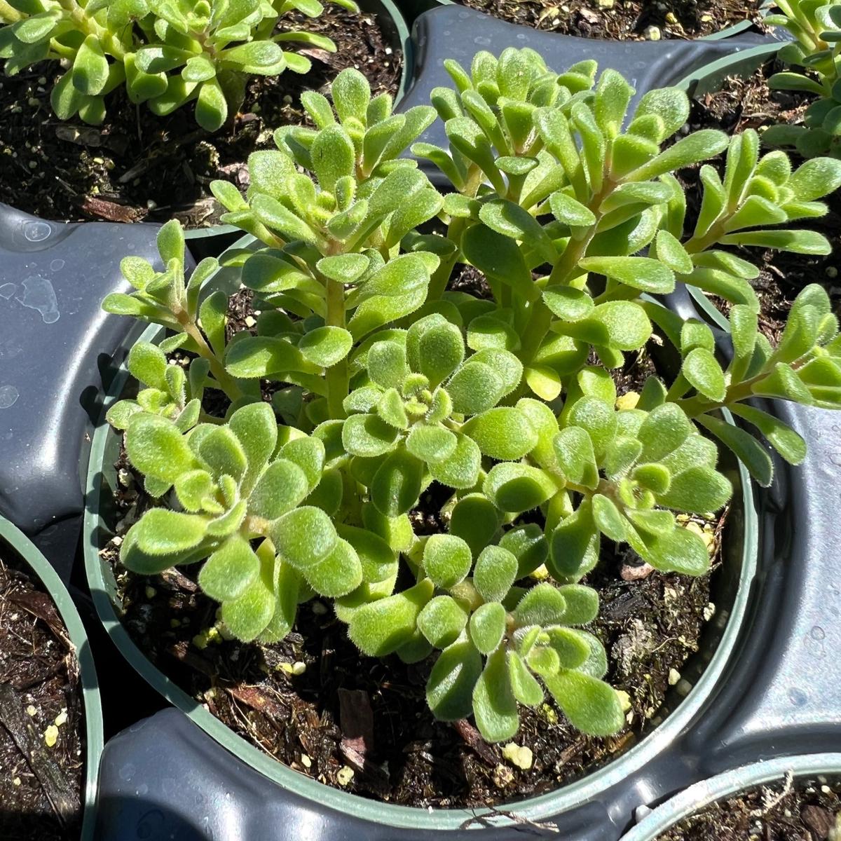Aeonium 'Irish Bouquet'