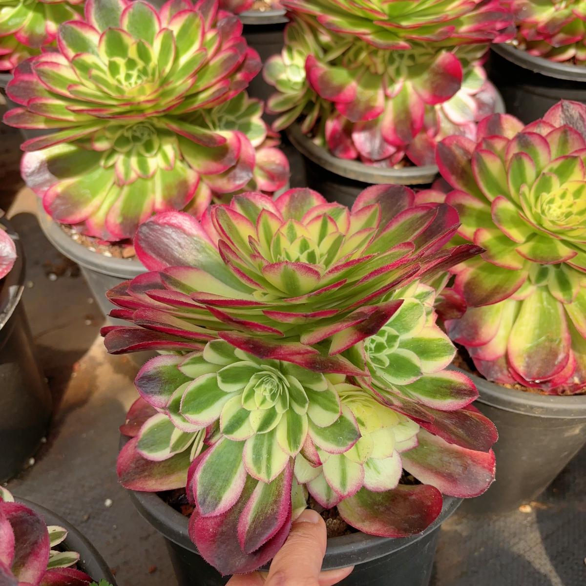 Aeonium YuziCluster At least 5 heads 20cm