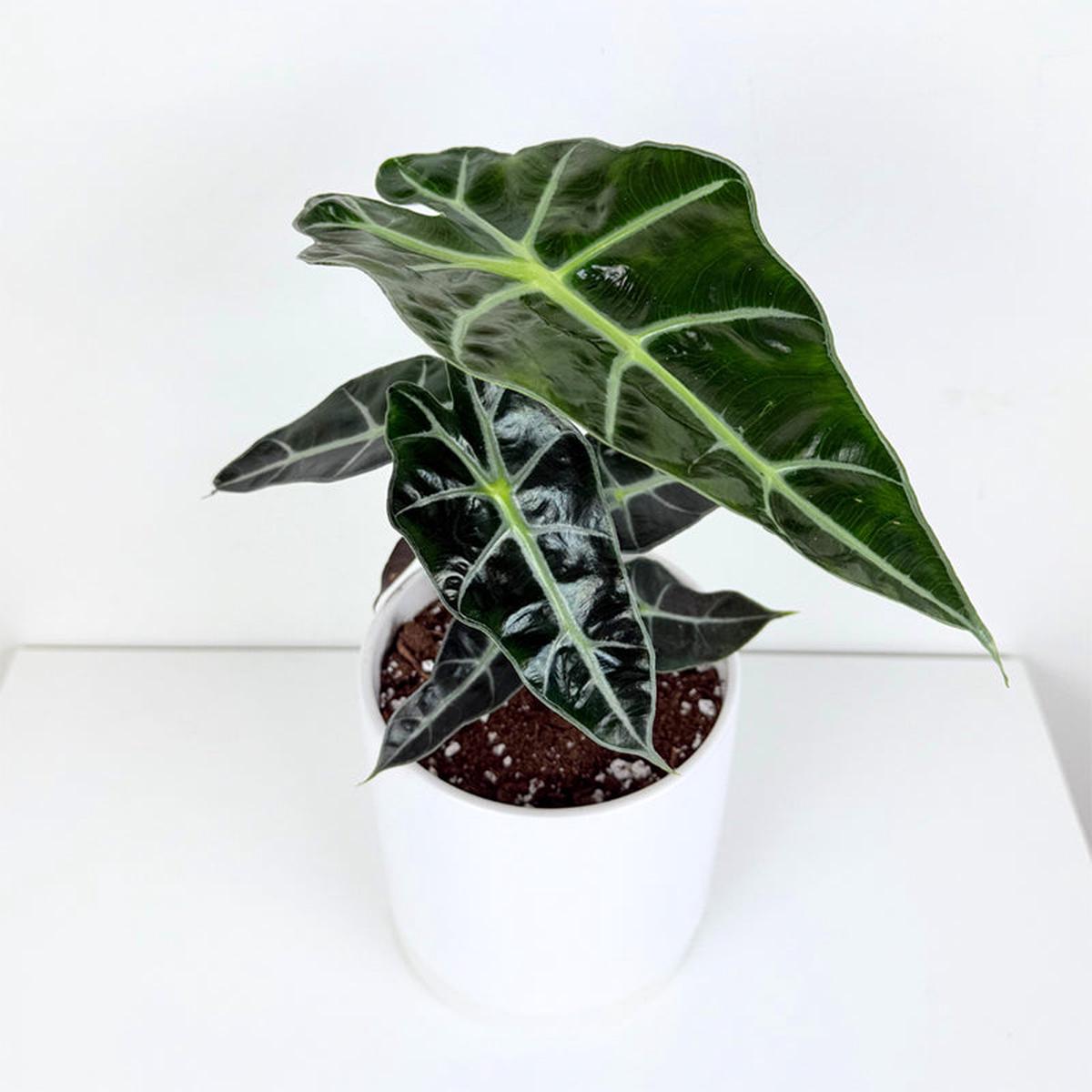 Alocasia 'Dwarf Amazonica' (Alocasia hybrid)