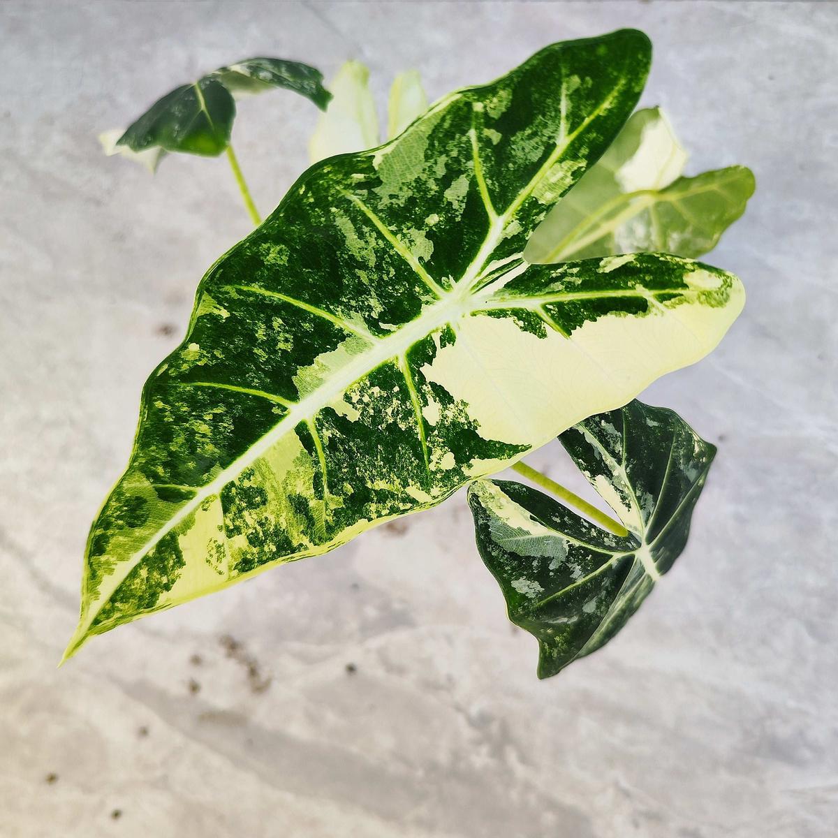 Alocasia Frydek Variegated  Bouture prcieuse
