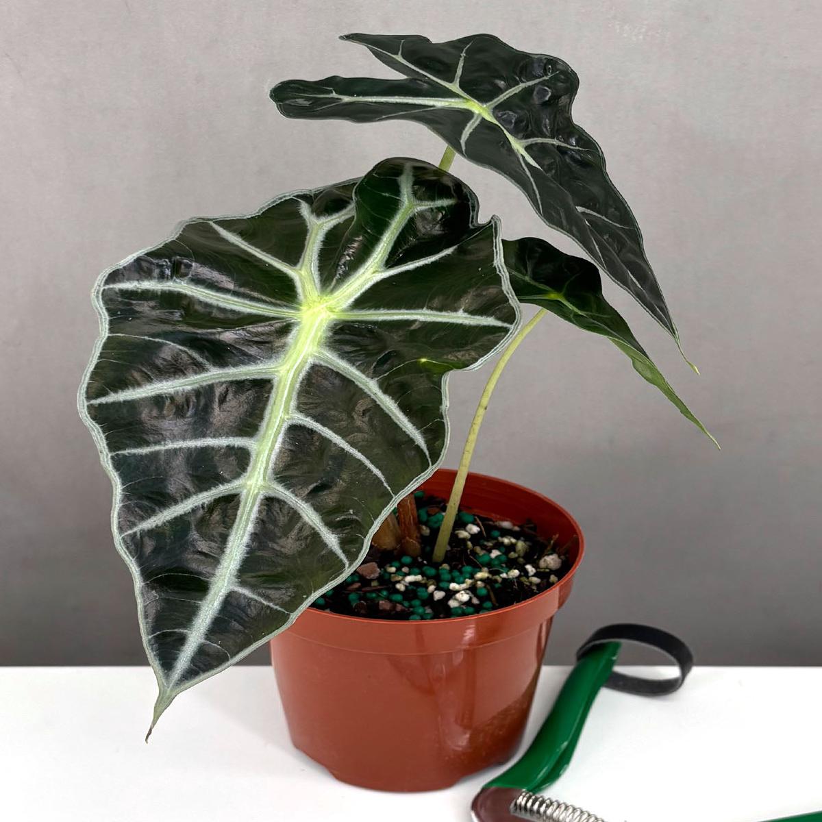 Alocasia Polly