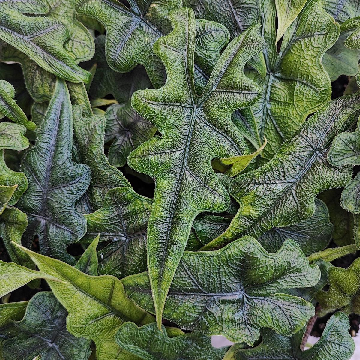 Alocasia Tandurusa  Varit rare aux feuilles dcoupes