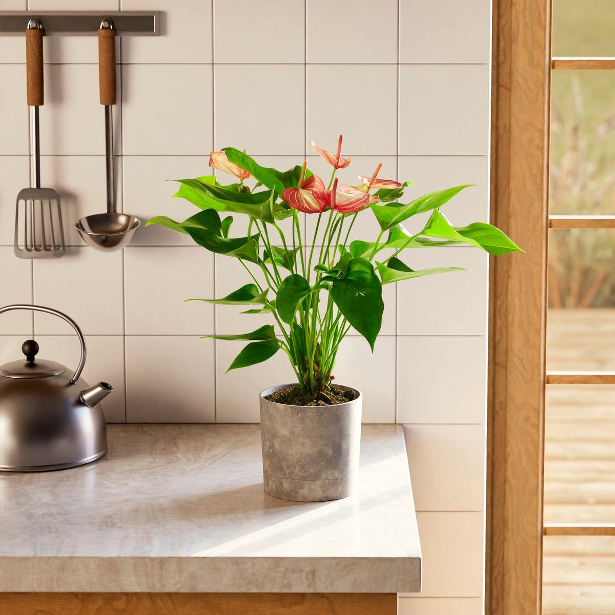 Anthurium 'Livium'