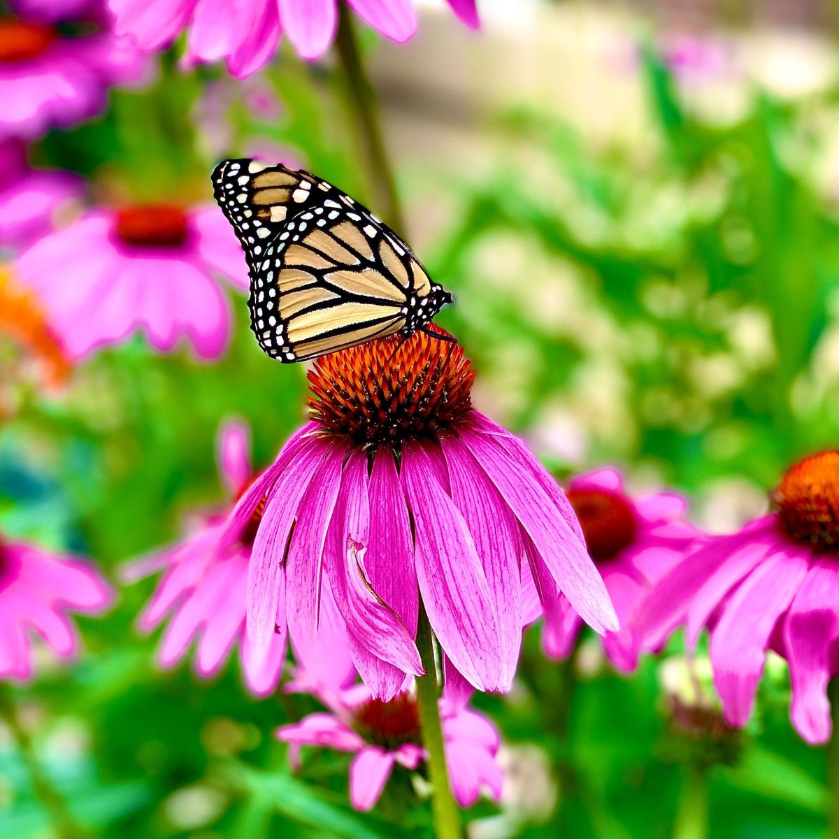 Beautiful Bird & Butterfly Wildflower Seed Mix