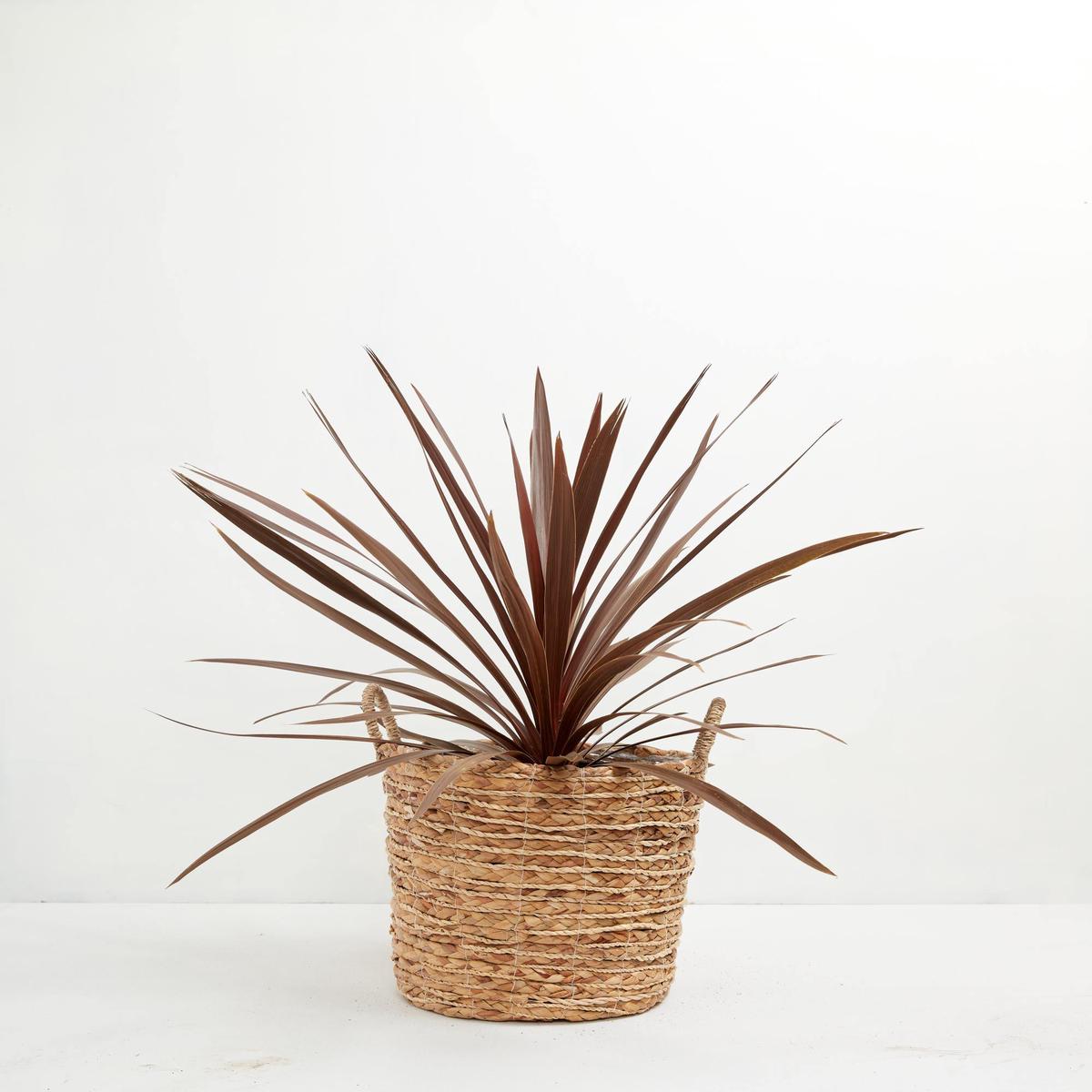 Cordyline Australis Red Sensation