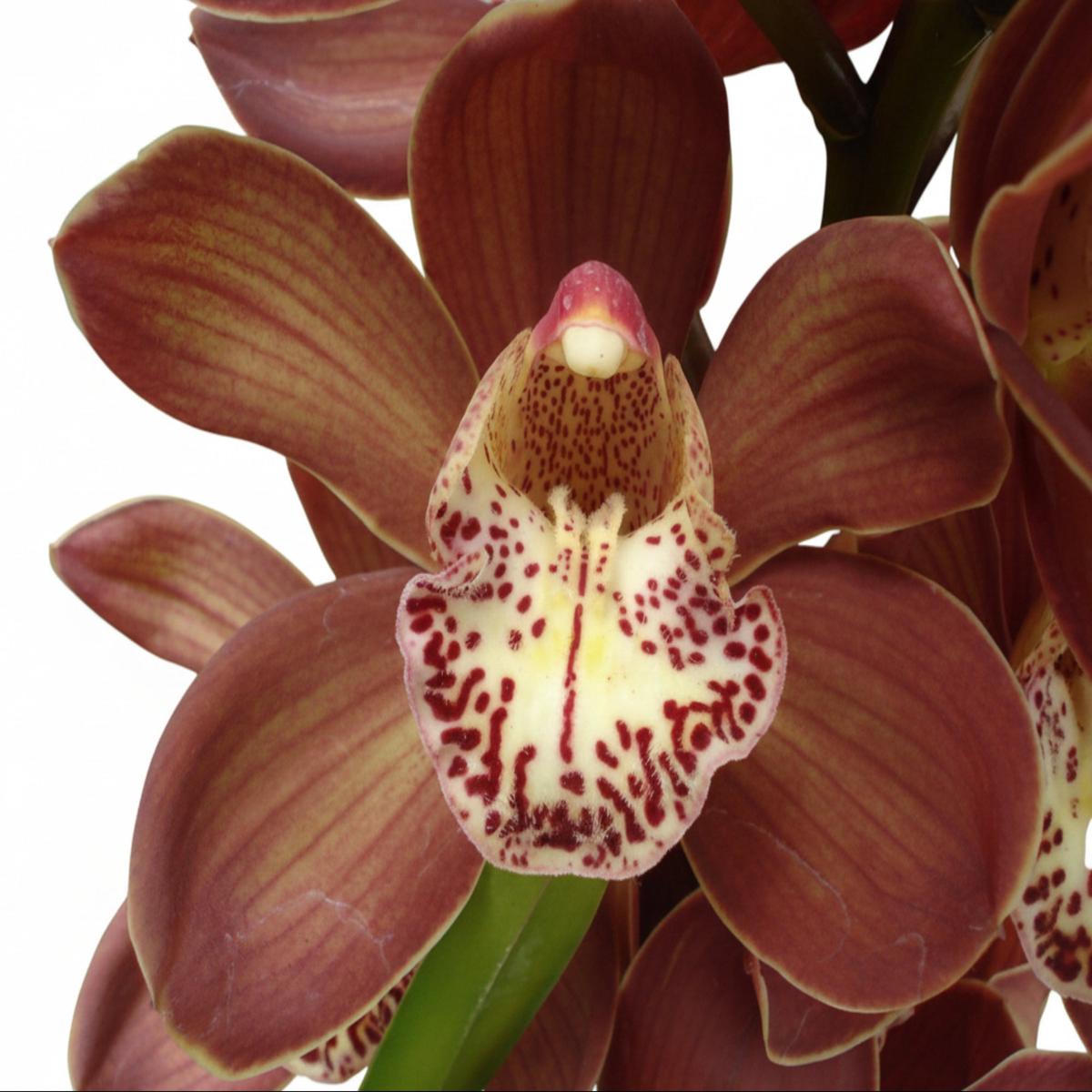 Cymbidium Khan Flame Cab Sav x Dealth Wish Dark Desire # 1 h00280 (medium)