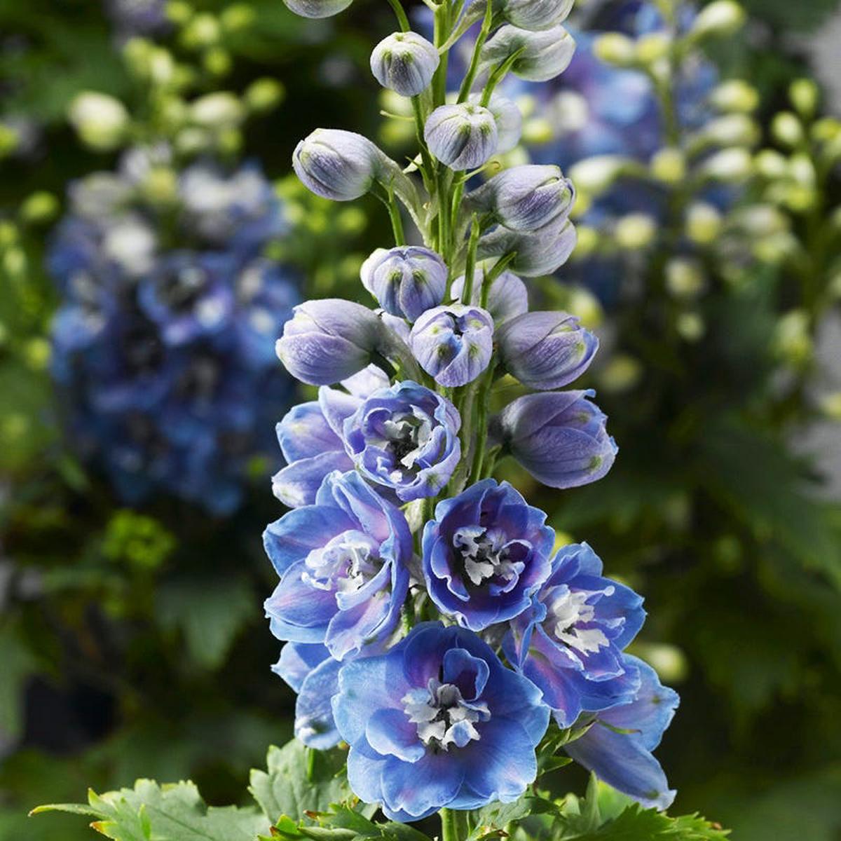 Delphina Light Blue White Bee Delphinium