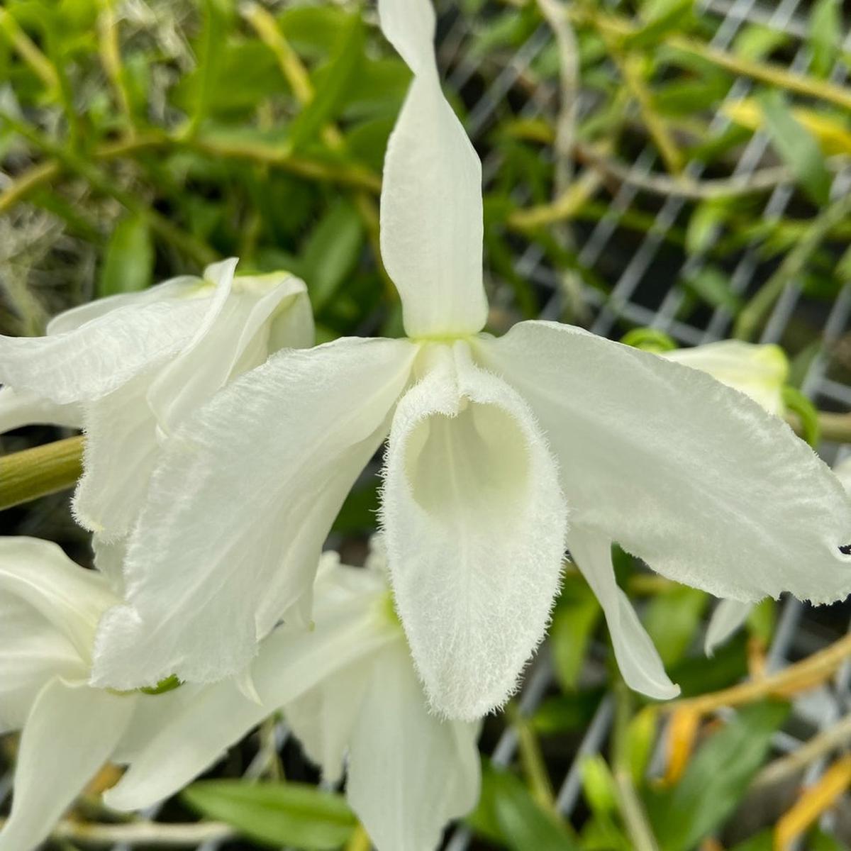 Dendrobium anosmum 'Super White' (Hono Hono) - Buds