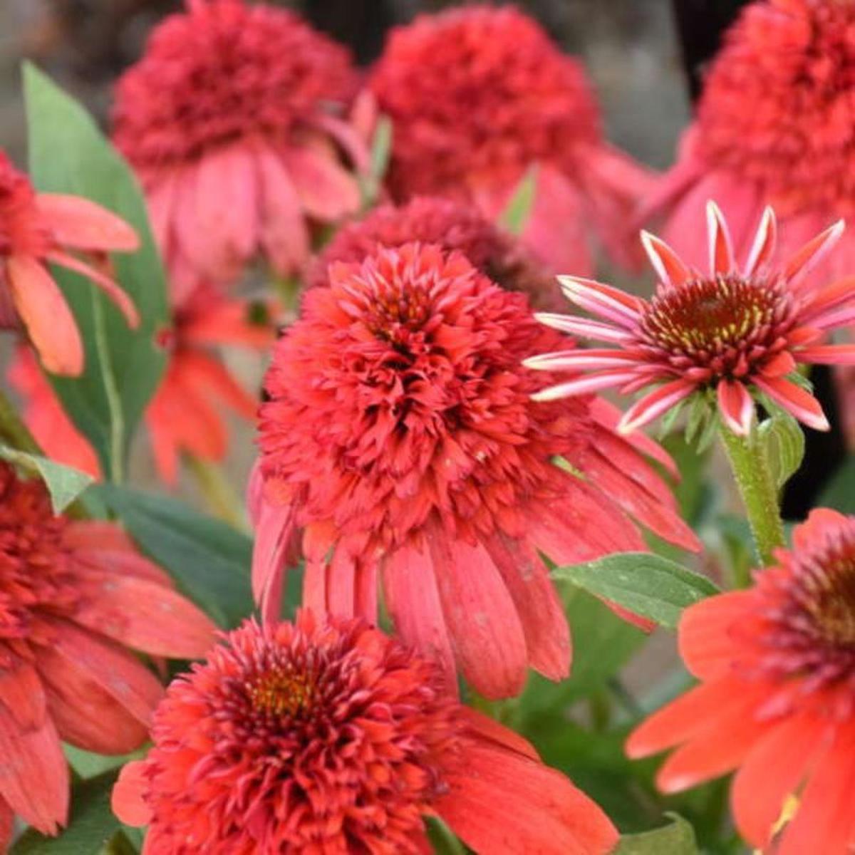 Double Dipped 'Jamberry' Coneflower (Echinacea)