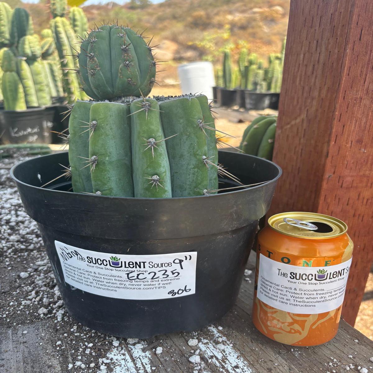 #EC235 EXACT Trichocereus Peruvianus Nibiru Cactus 9
