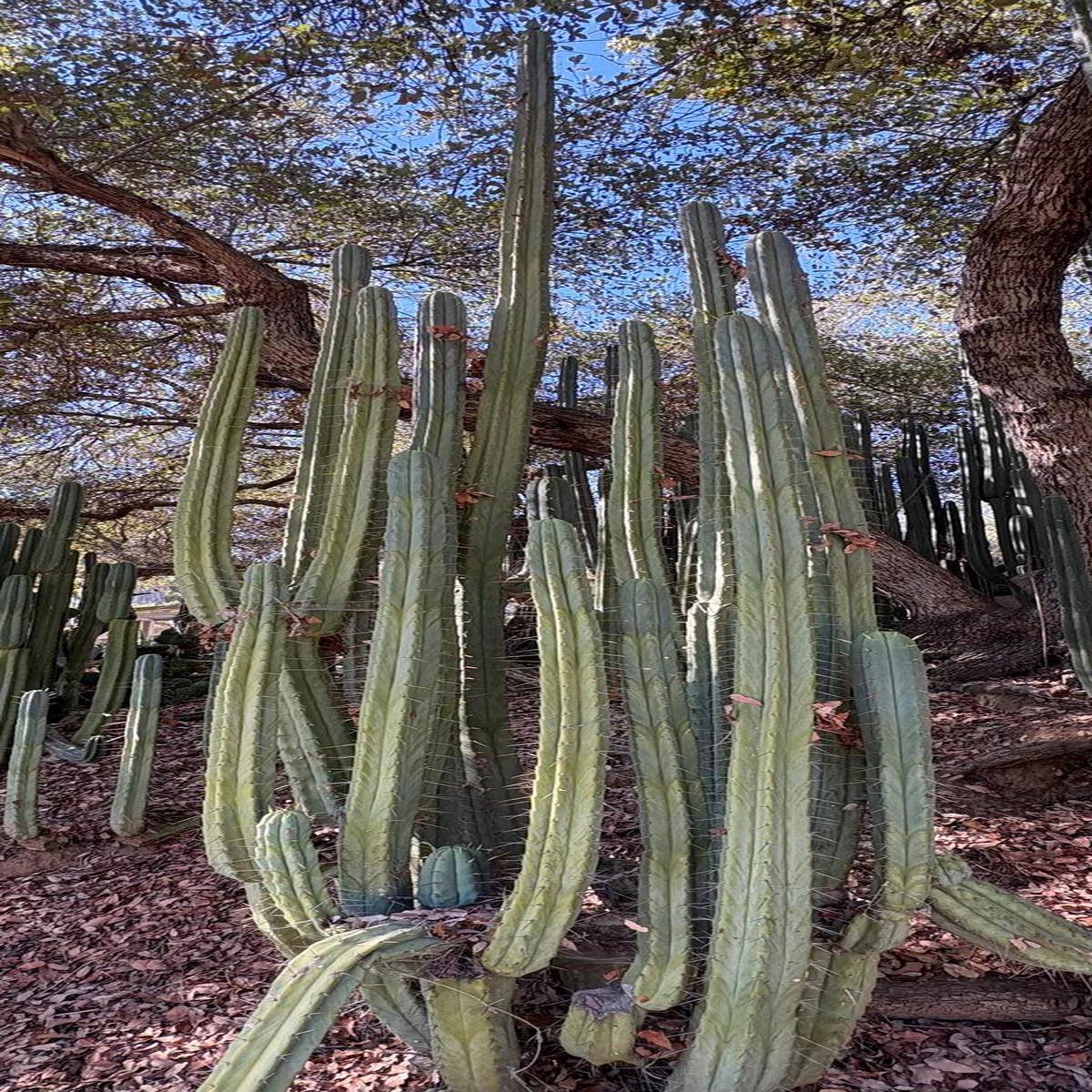 #EC89 Trichocereus Bridgesii Jiimz Long Tall Sally/LTS 12 cutting