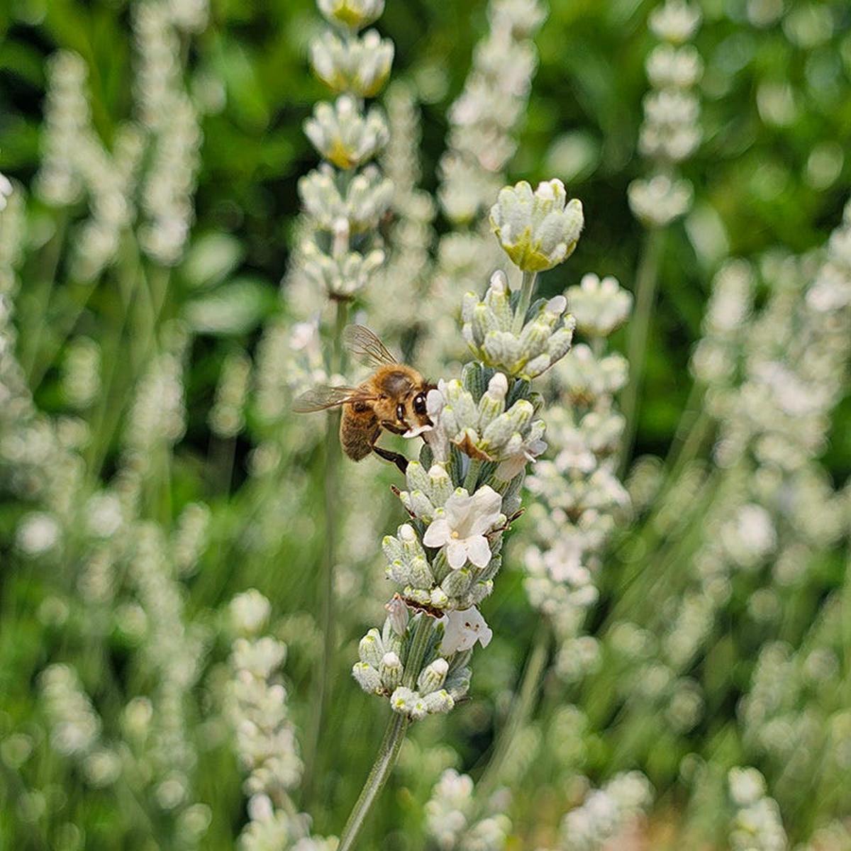 Exceptional Lavender