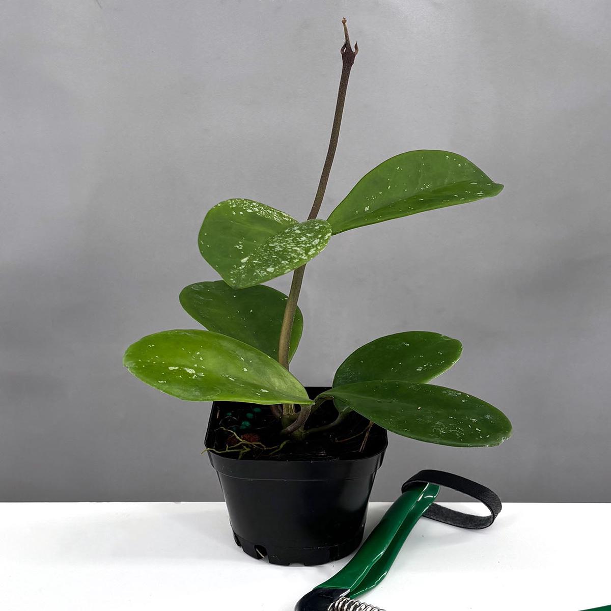 Hoya David's Green Cup