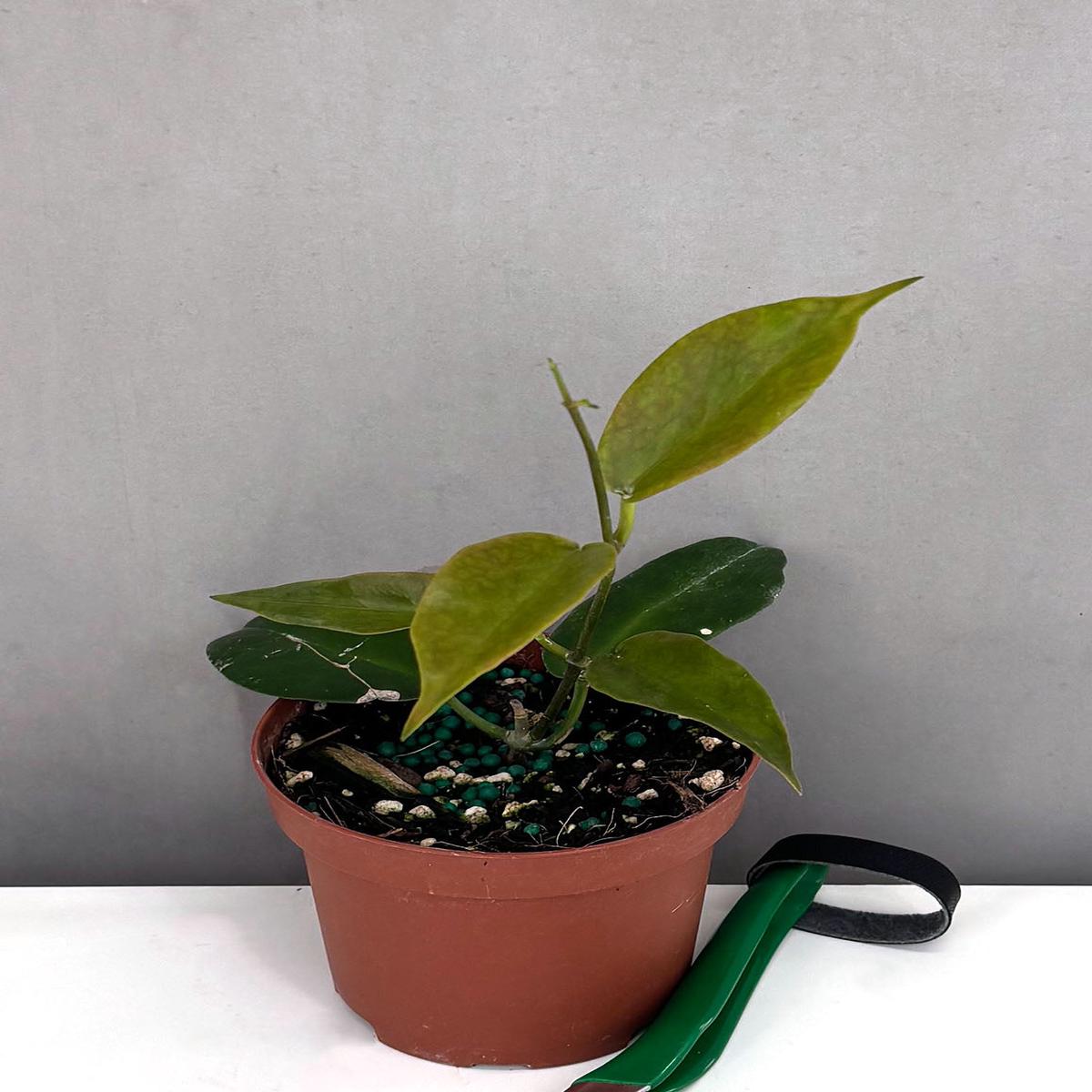 Hoya Macgillivrayi