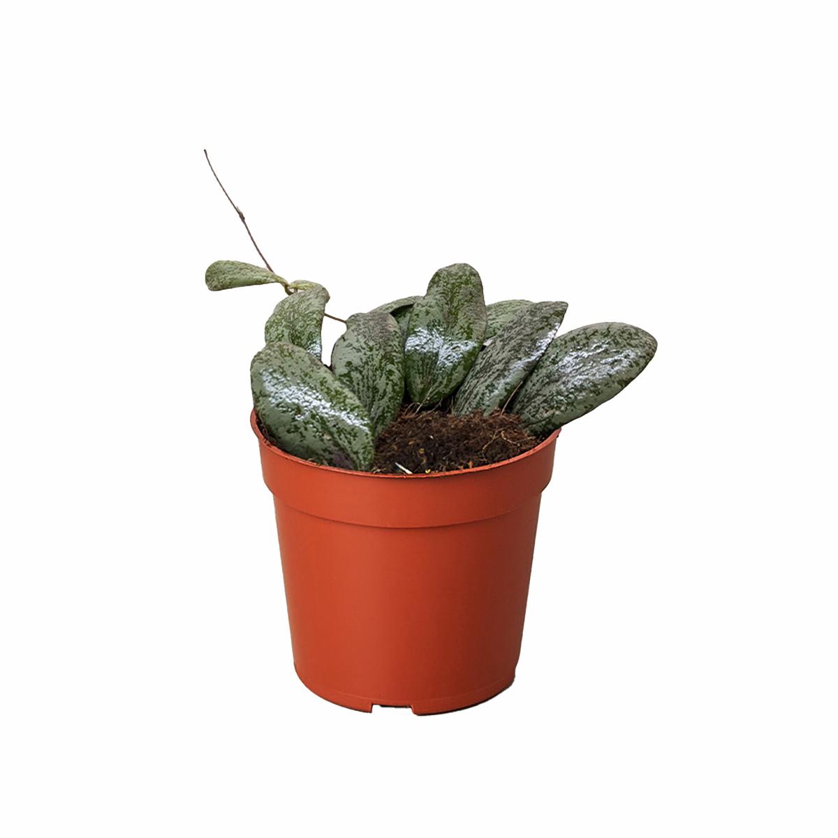 Hoya Sigillatis Round