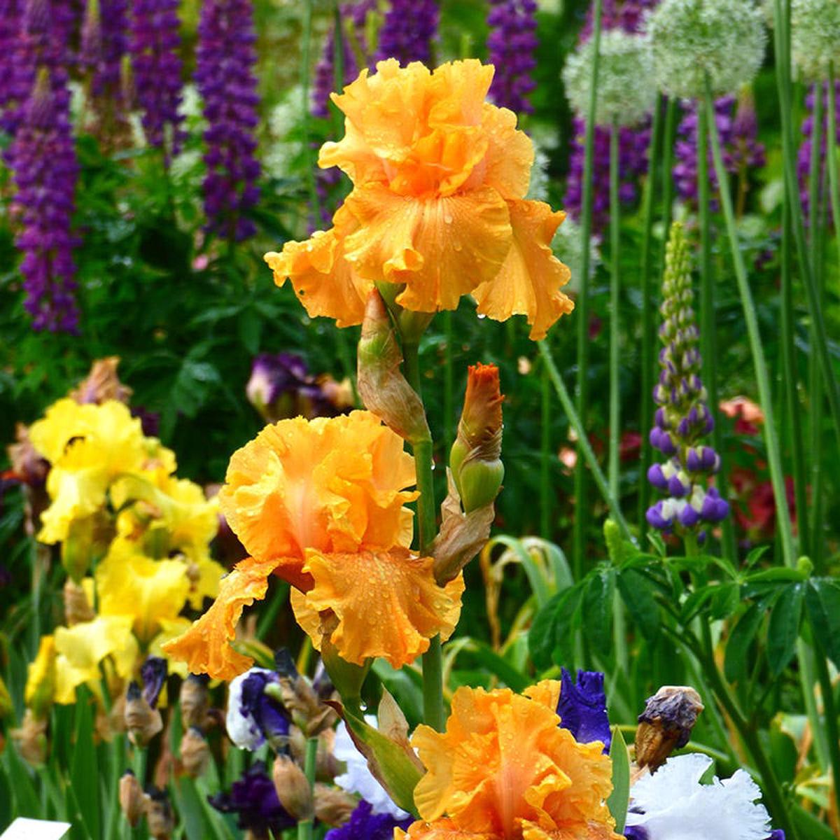 Mango Entre Bearded Iris