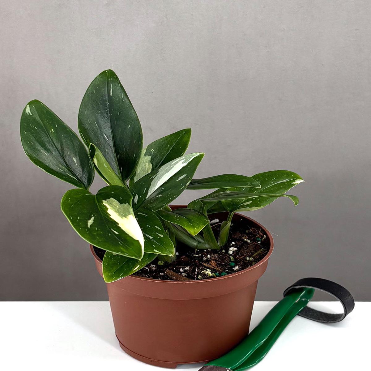 Monstera Standleyana Variegated