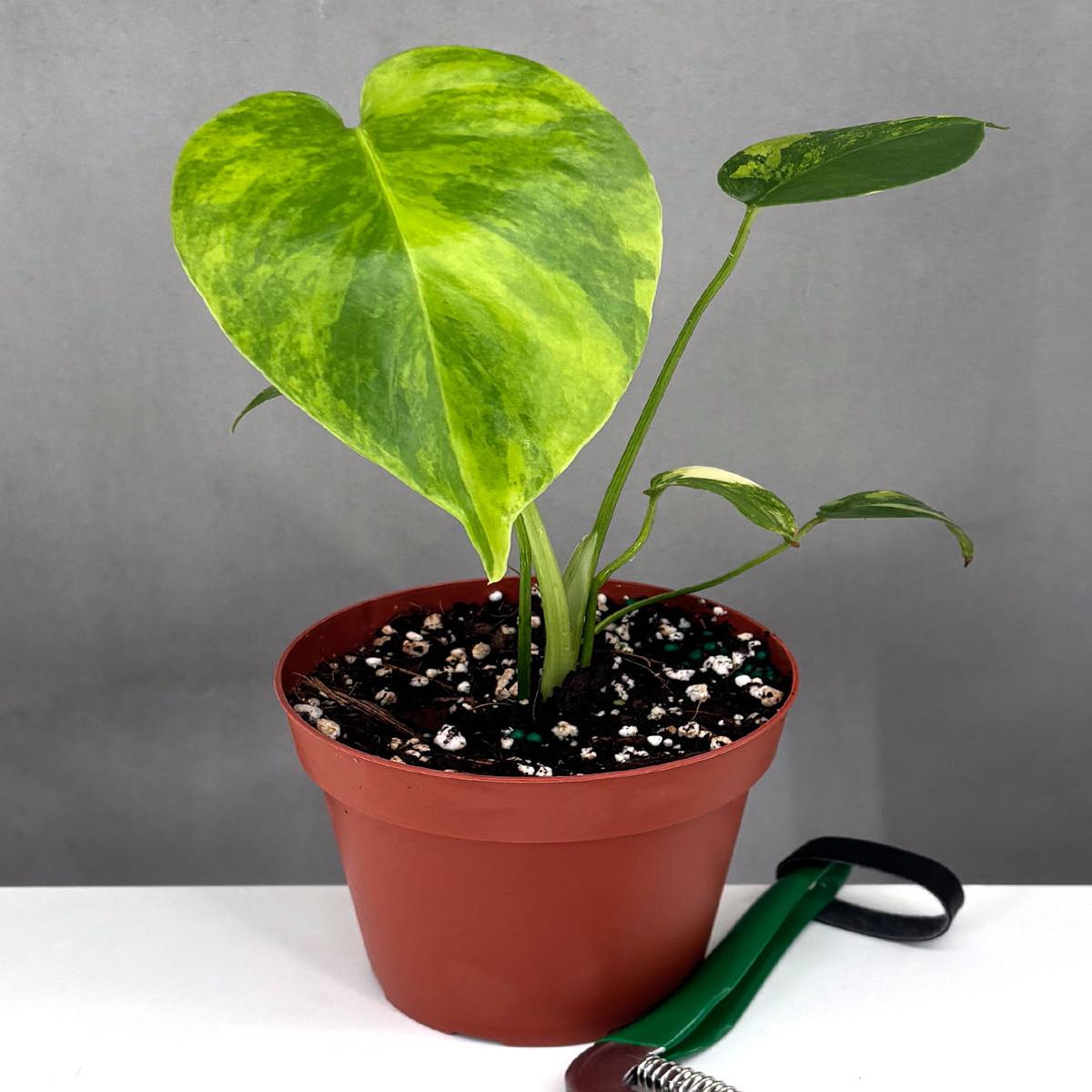 Monstera Yellow Marilyn