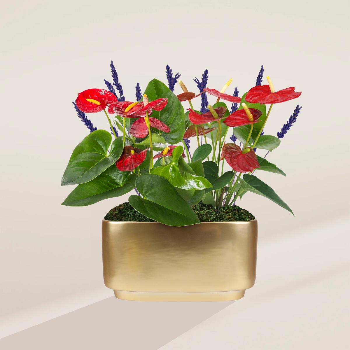 Red Anthurium & Lavender Centerpiece