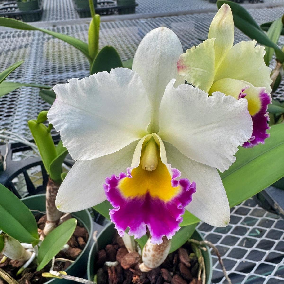 Rth.  Hsinying Catherine 'Hakucho' (5.5" Pot) - Buds