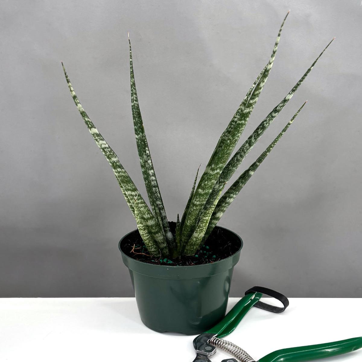 Sansevieria Mikado