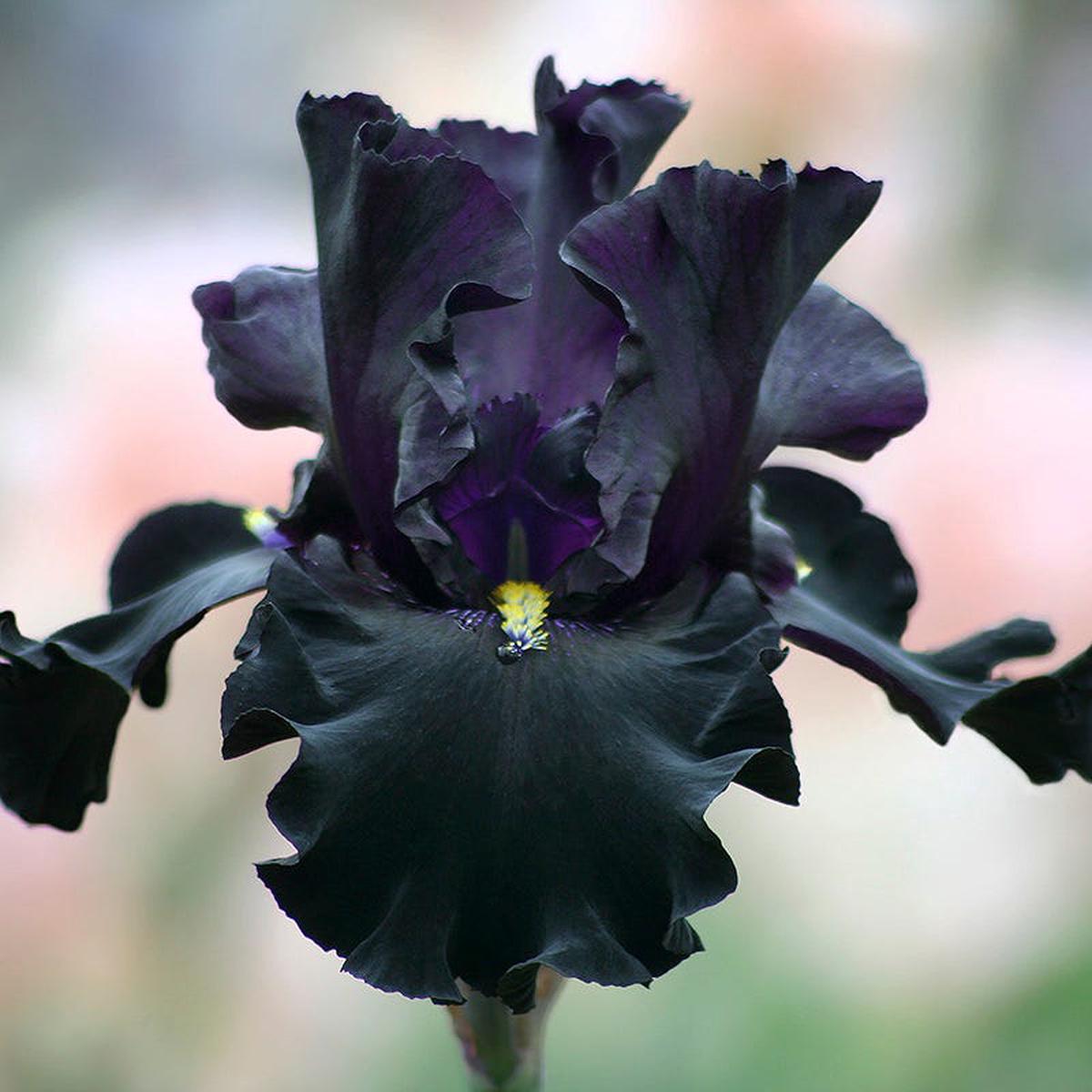 Seor Jinx Bearded Iris