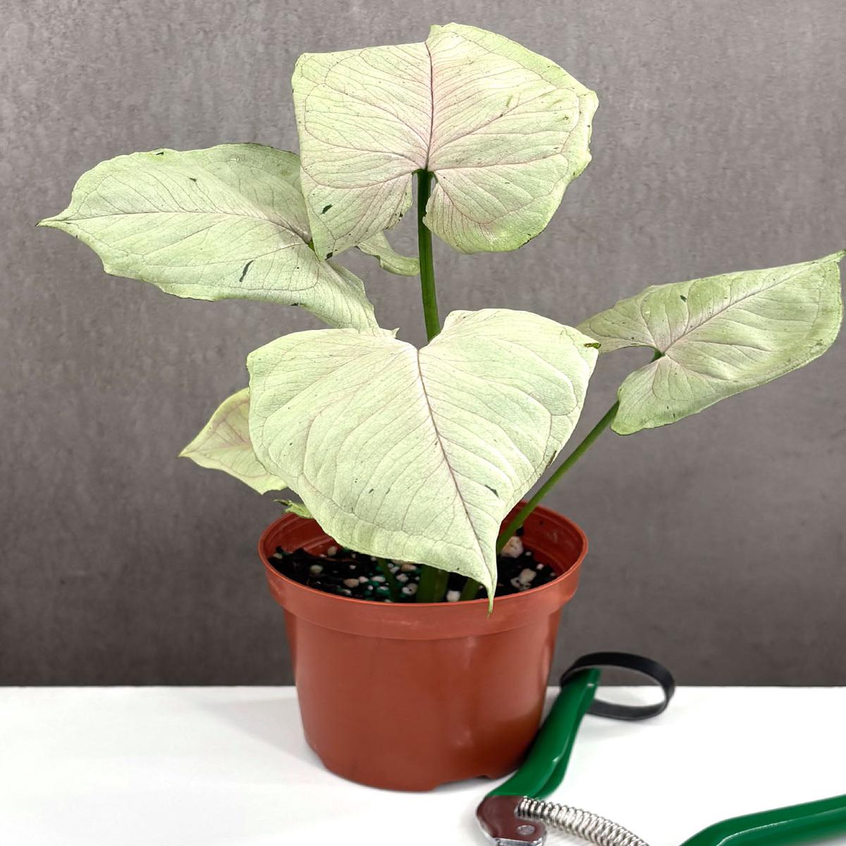 Syngonium Green Splash