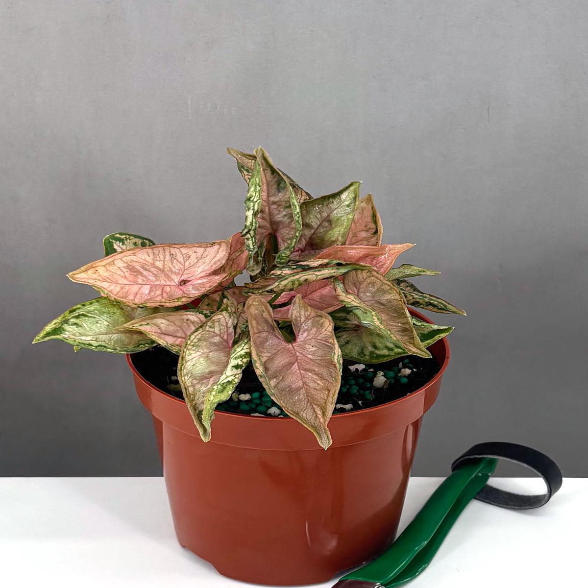 Syngonium Pink Rolli