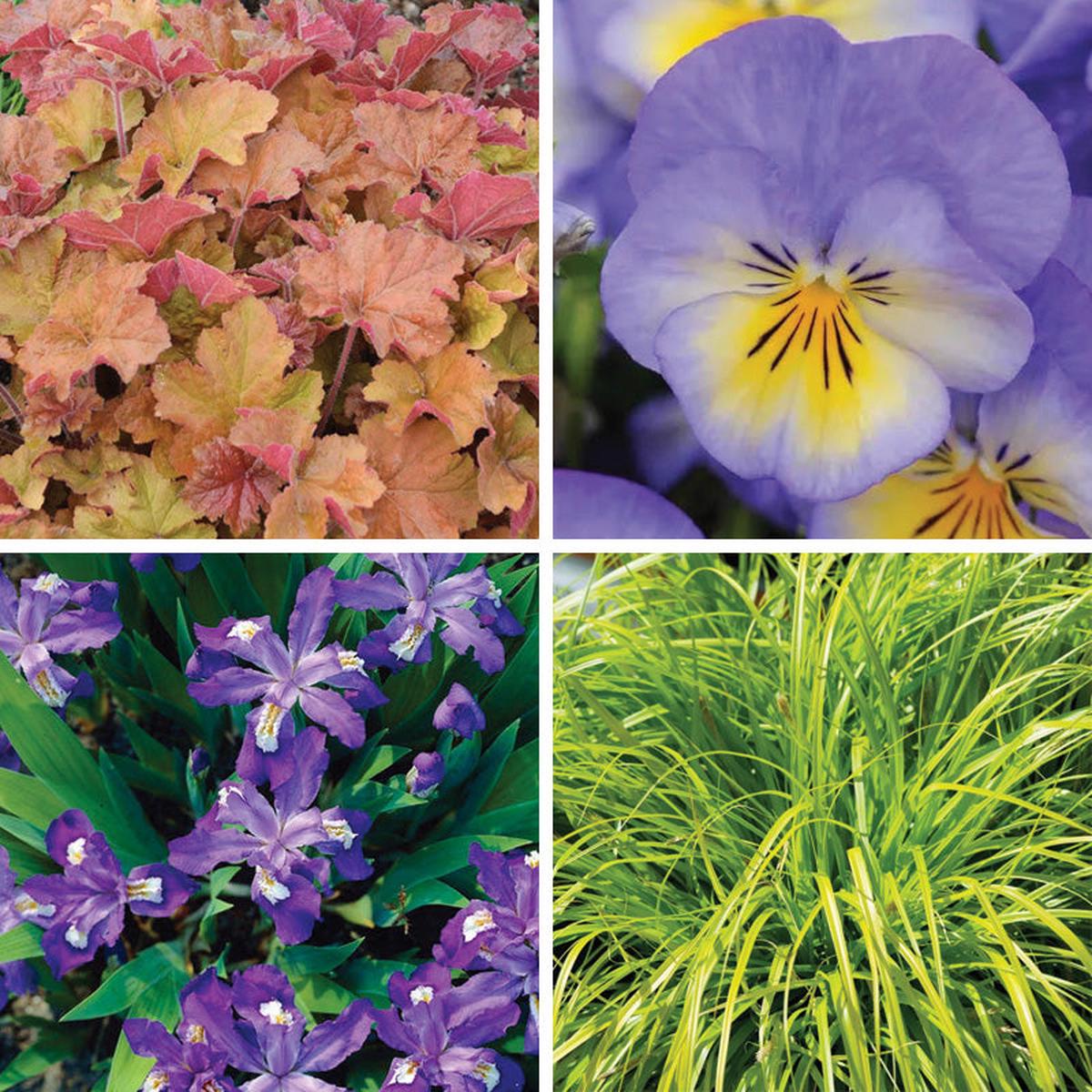 Vibrant Shade Low Grow Plant Collection