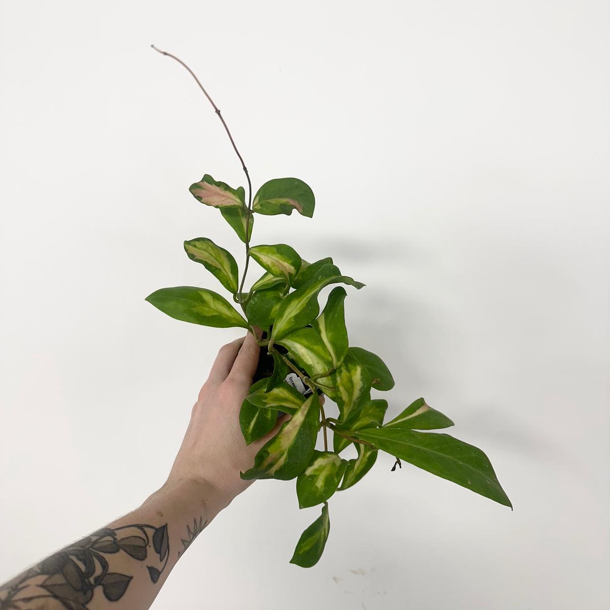 Z-5183 - Hoya mindorensis variegata
